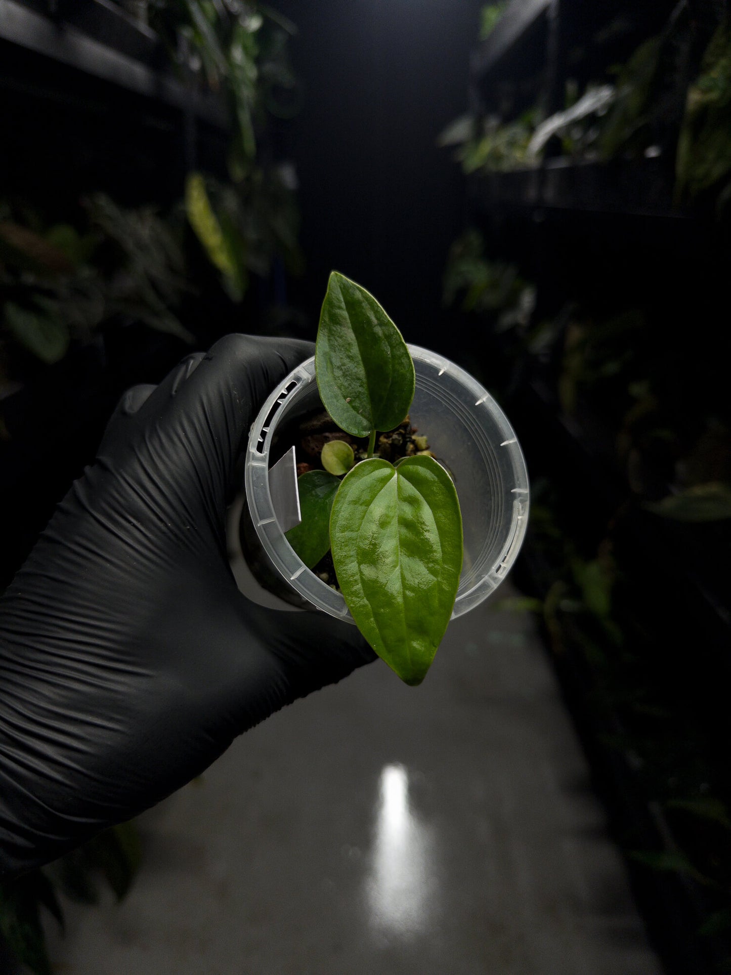 Anthurium ((pap x dress) x panamense) #Panaconda x luxurians • first release