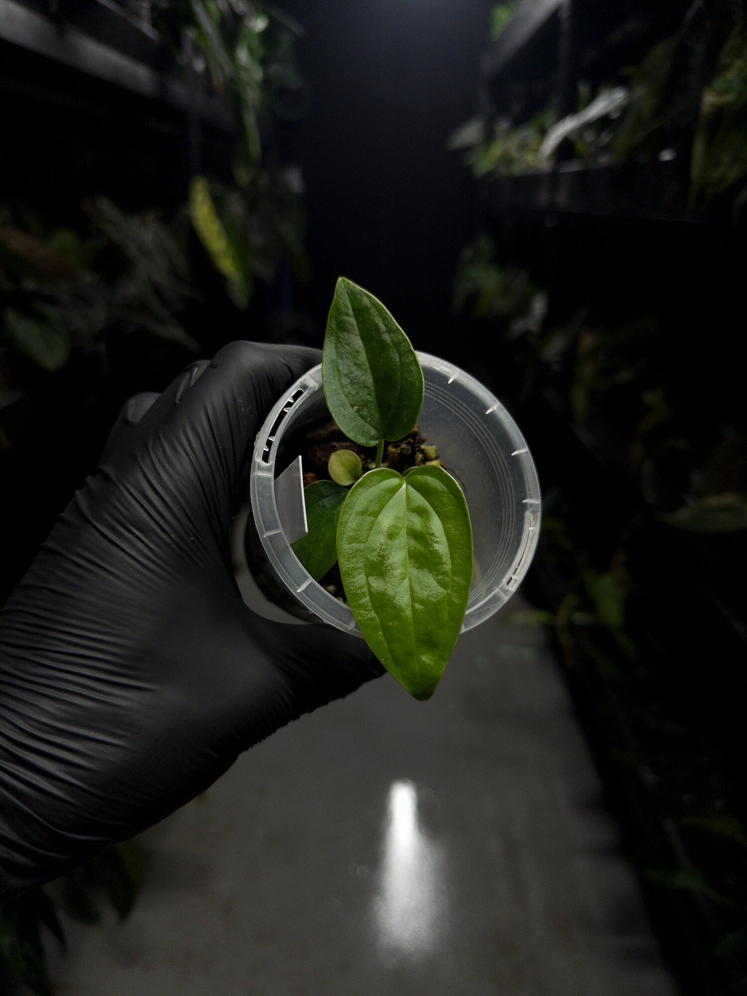 Anthurium ((pap x dress) x panamense) #Panaconda x luxurians • first release
