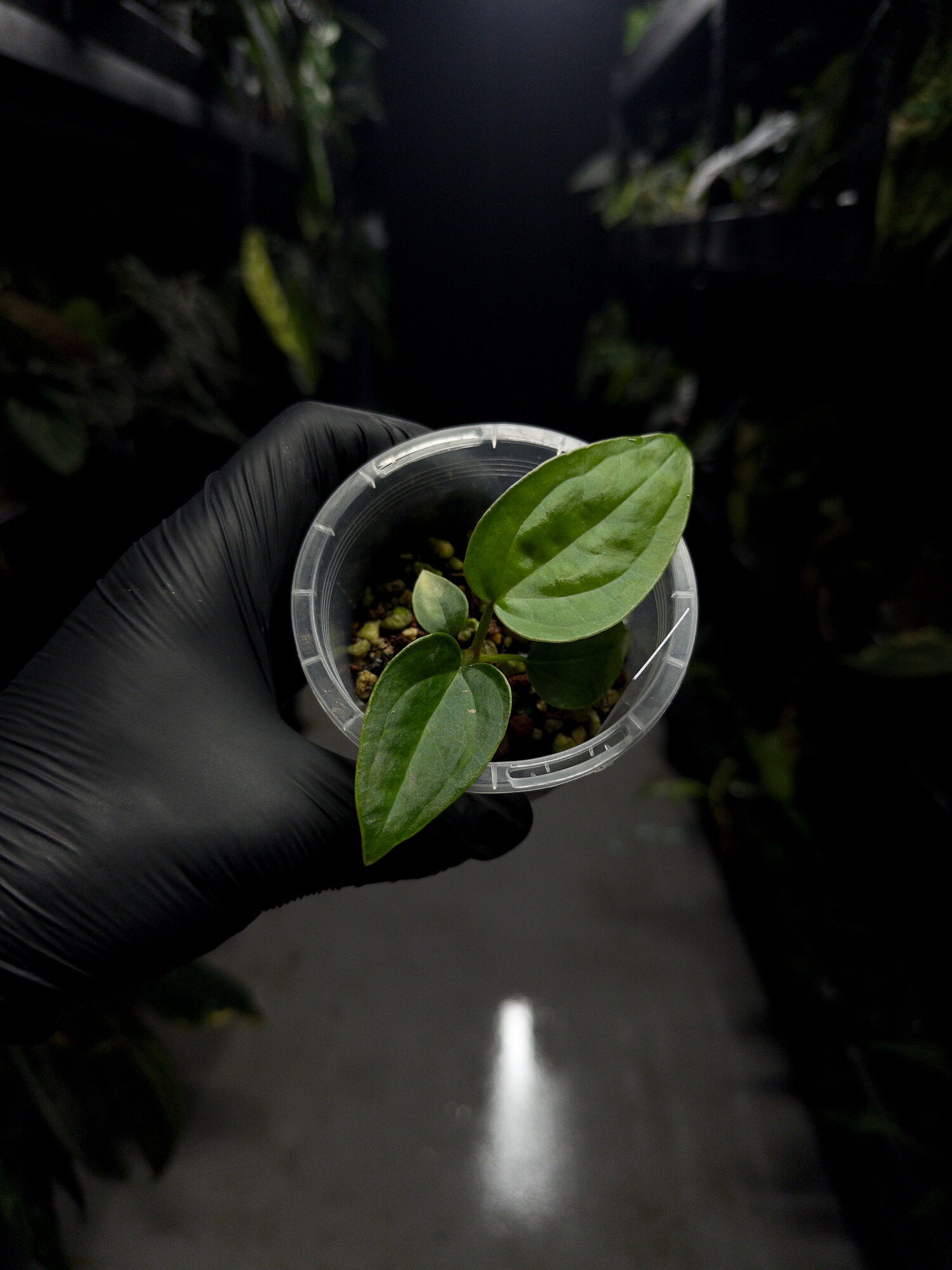 Anthurium ((pap x dress) x panamense) #Panaconda x luxurians • first release