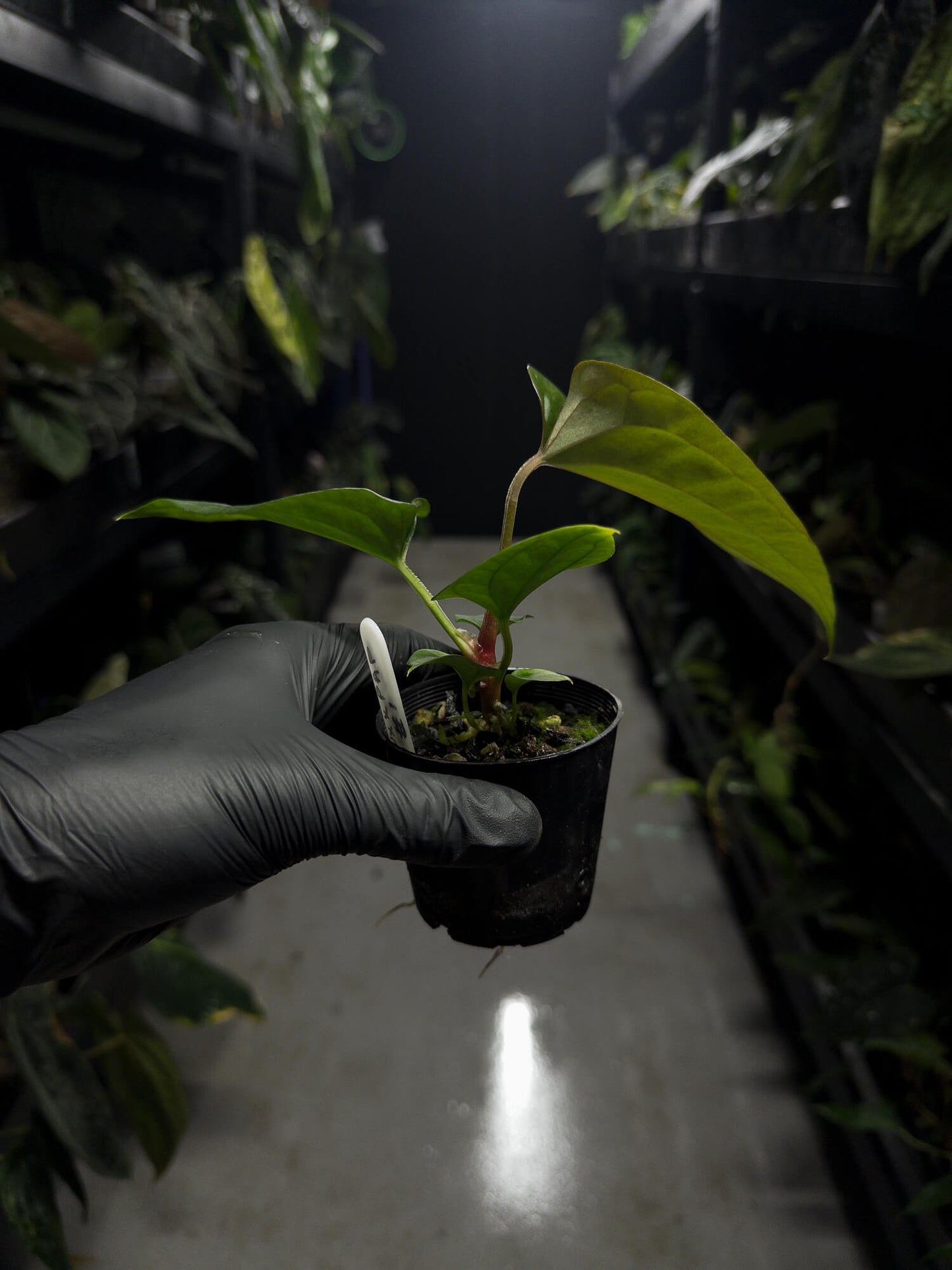 Anthurium #Messiah luxurians x papillilaminum