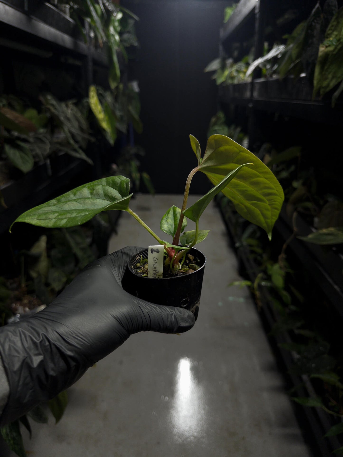 Anthurium #Messiah luxurians x papillilaminum