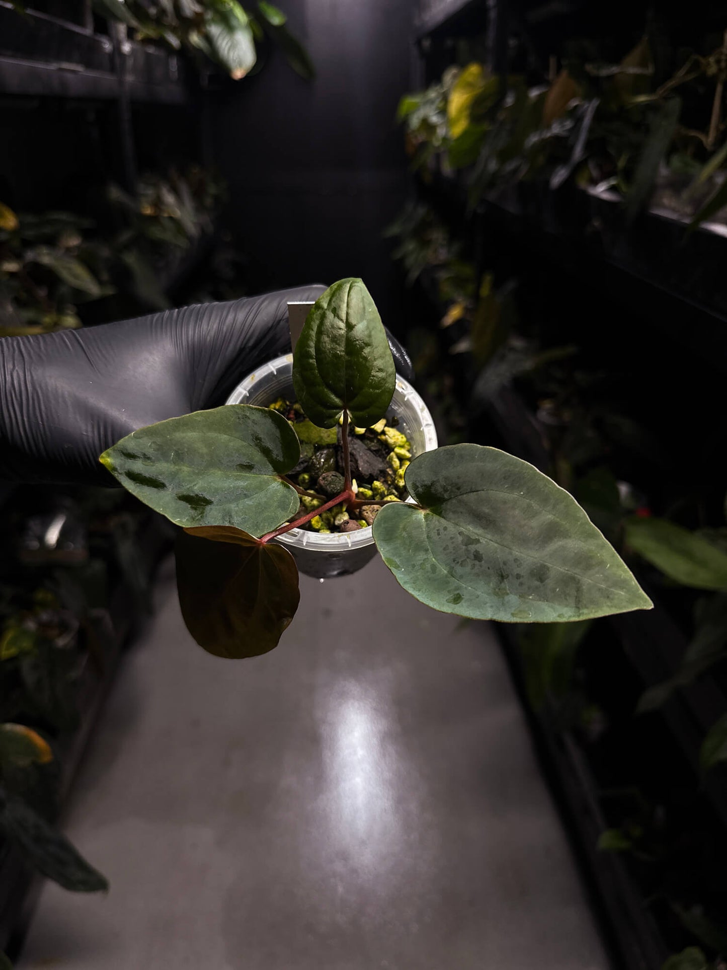 Anthurium ('Midnight Velvet' x crystallinum) x #BlackCherry • select holdback