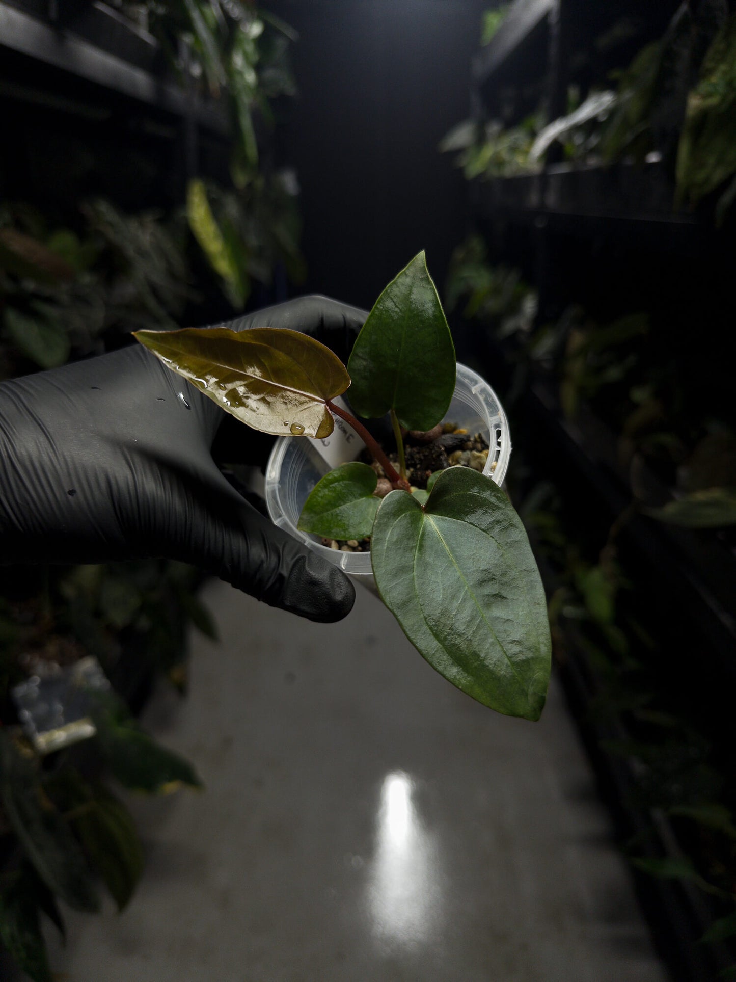 Anthurium (regale x 'Silver Chrome' hybrid) x sp. 'Silver Peru' • first release