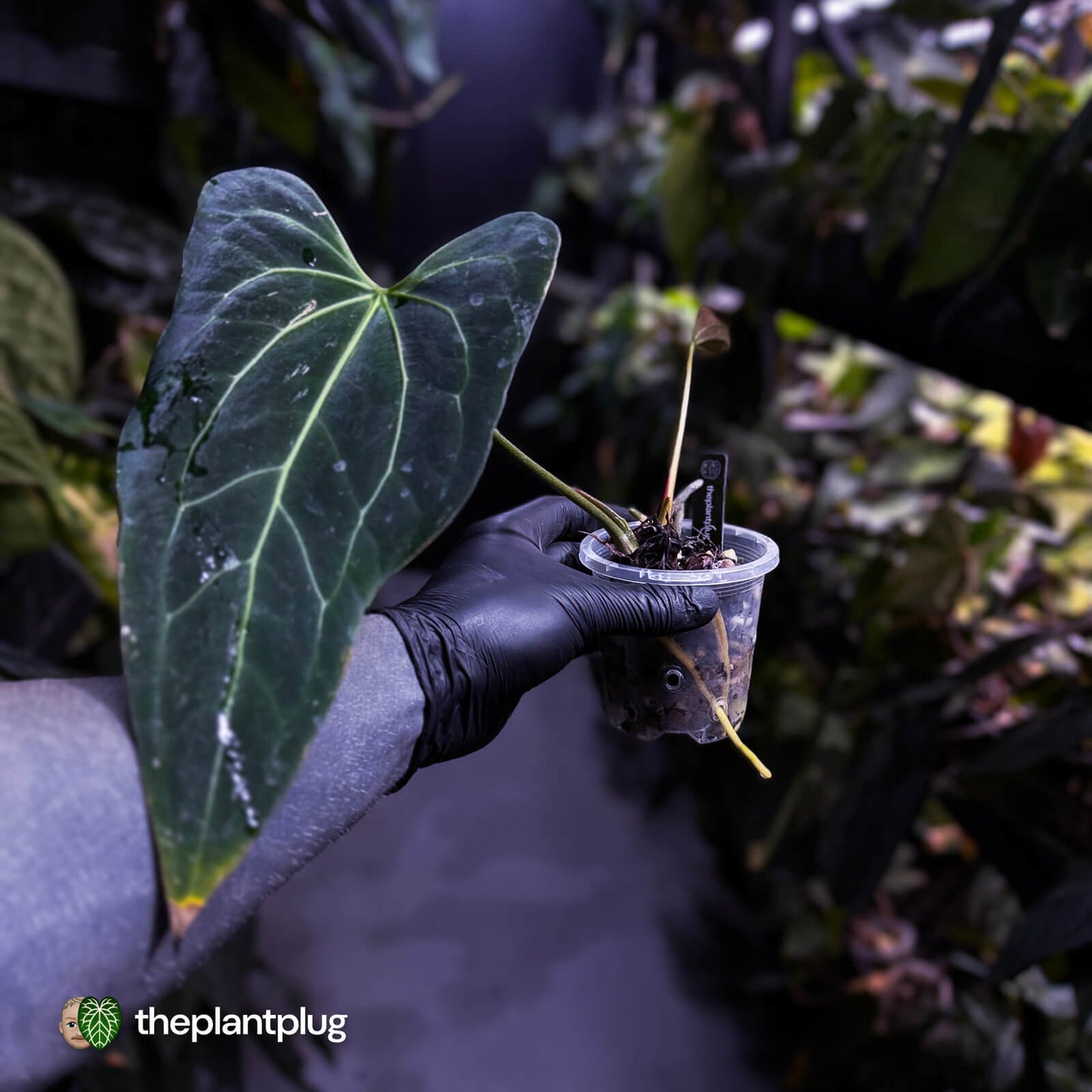 Anthurium 'Dark Mama'