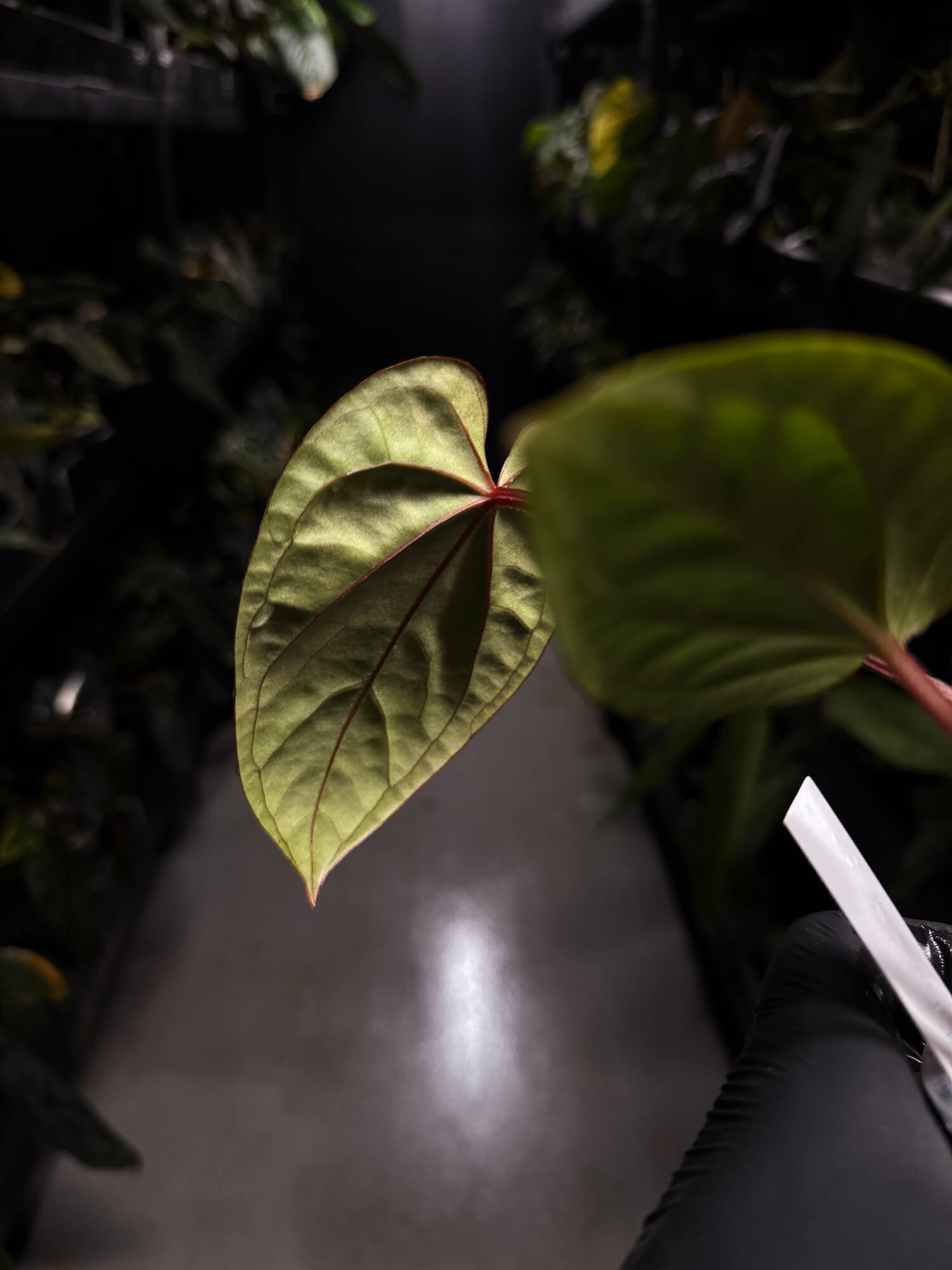 Anthurium ((pap x dress) x 'Waddle Noid') x luxurians