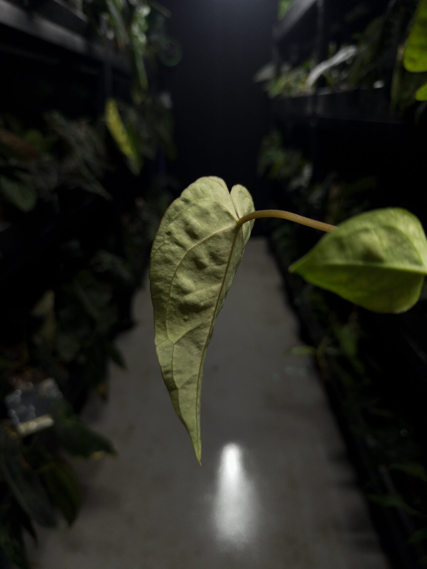 Anthurium ((pap x dress) ex. JS f2) x (regale x 'Silver Chrome hybrid')