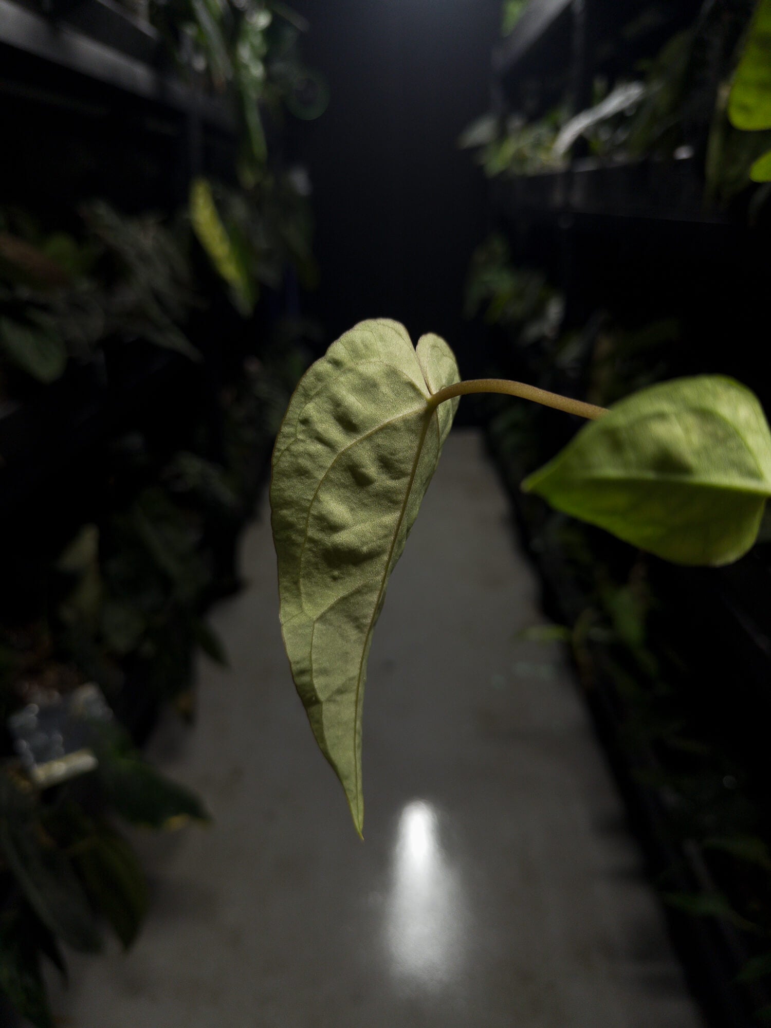 Anthurium ((pap x dress) ex. JS f2) x (regale x 'Silver Chrome hybrid')