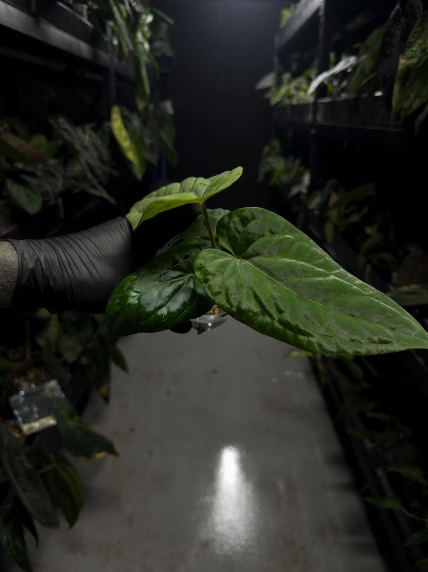 Anthurium kunayalense 'RA7' hybrid