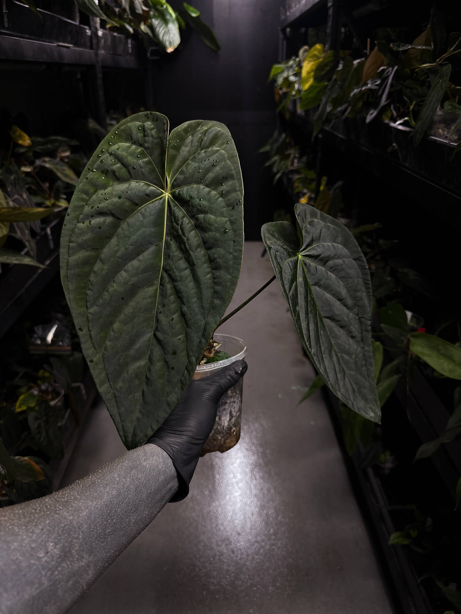Anthurium #Beelzebub • holdback
