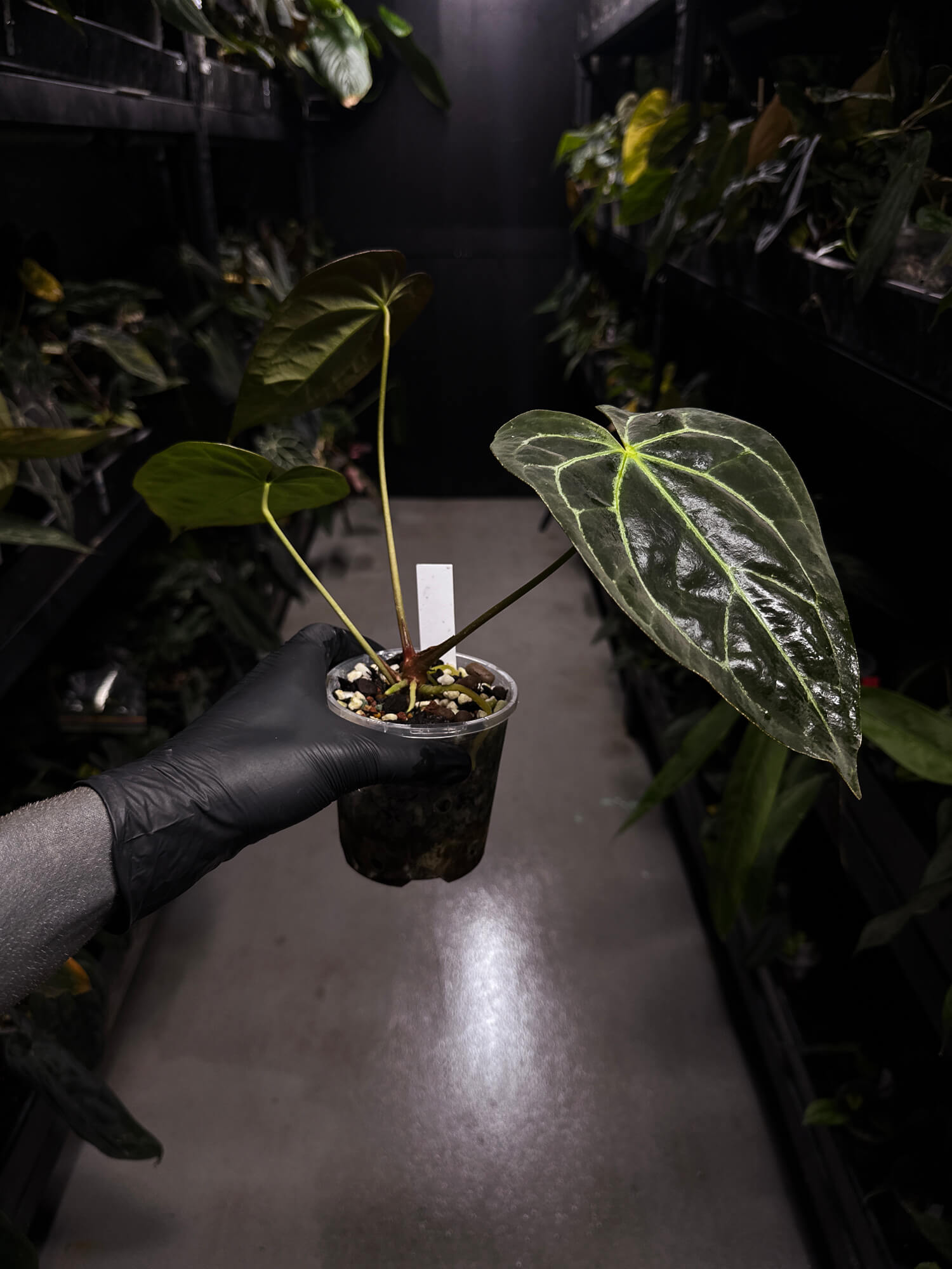 Anthurium ('Blackx' x 'Hoffx') x 'Heinz' s1
