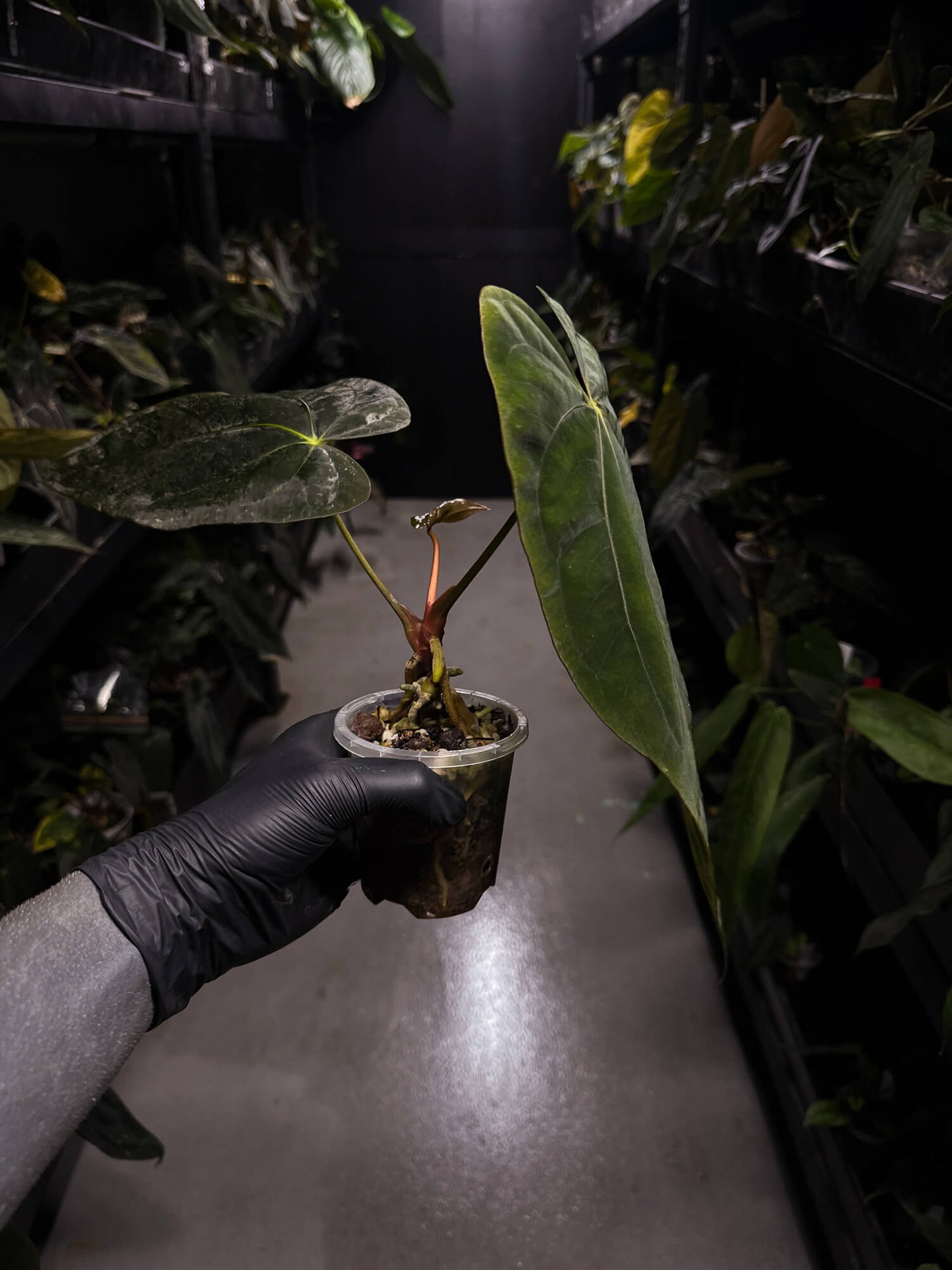 Anthurium papillilaminum 'Ree Gardens' x