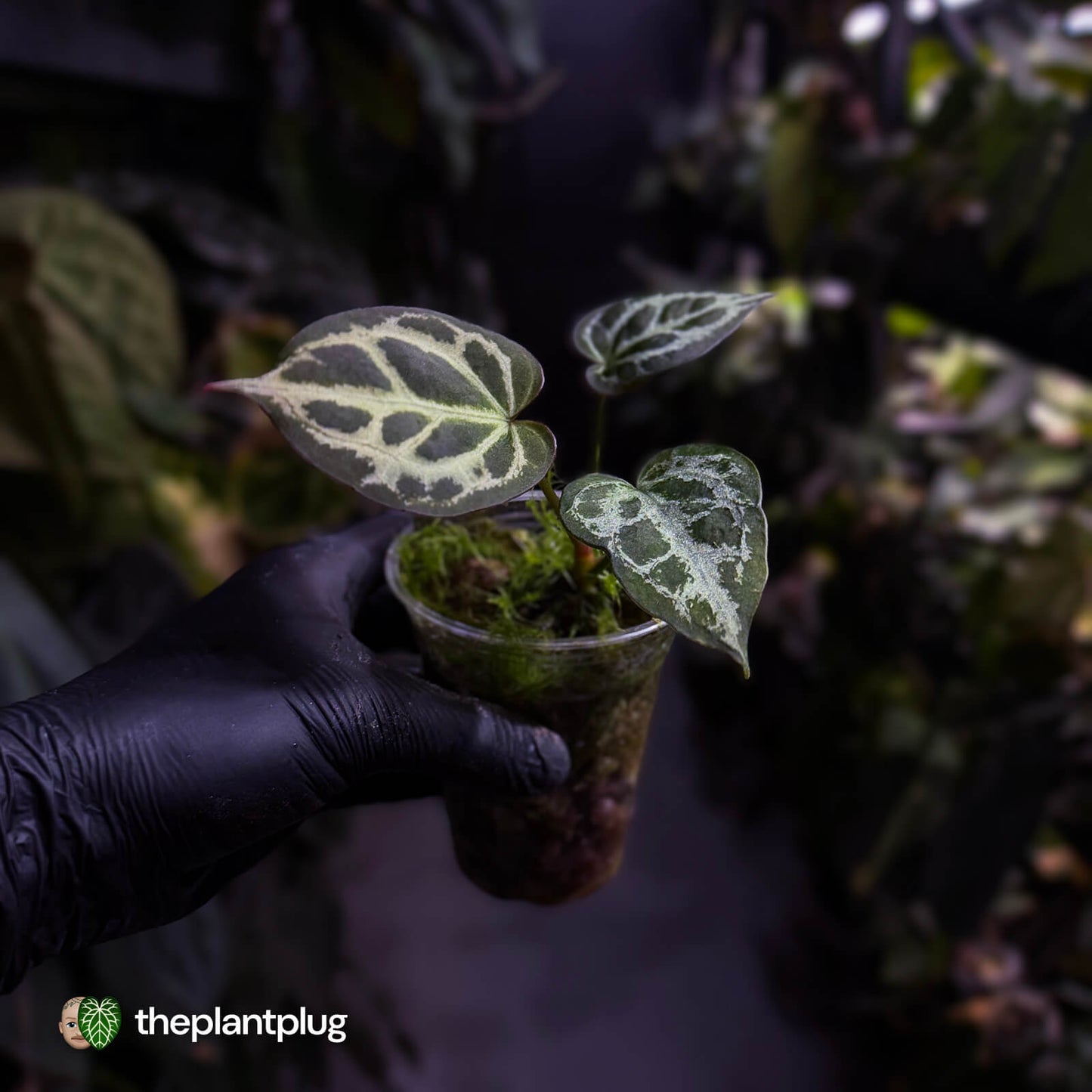Anthurium #HildersCrystallinum 'Thick Veins' ⚡