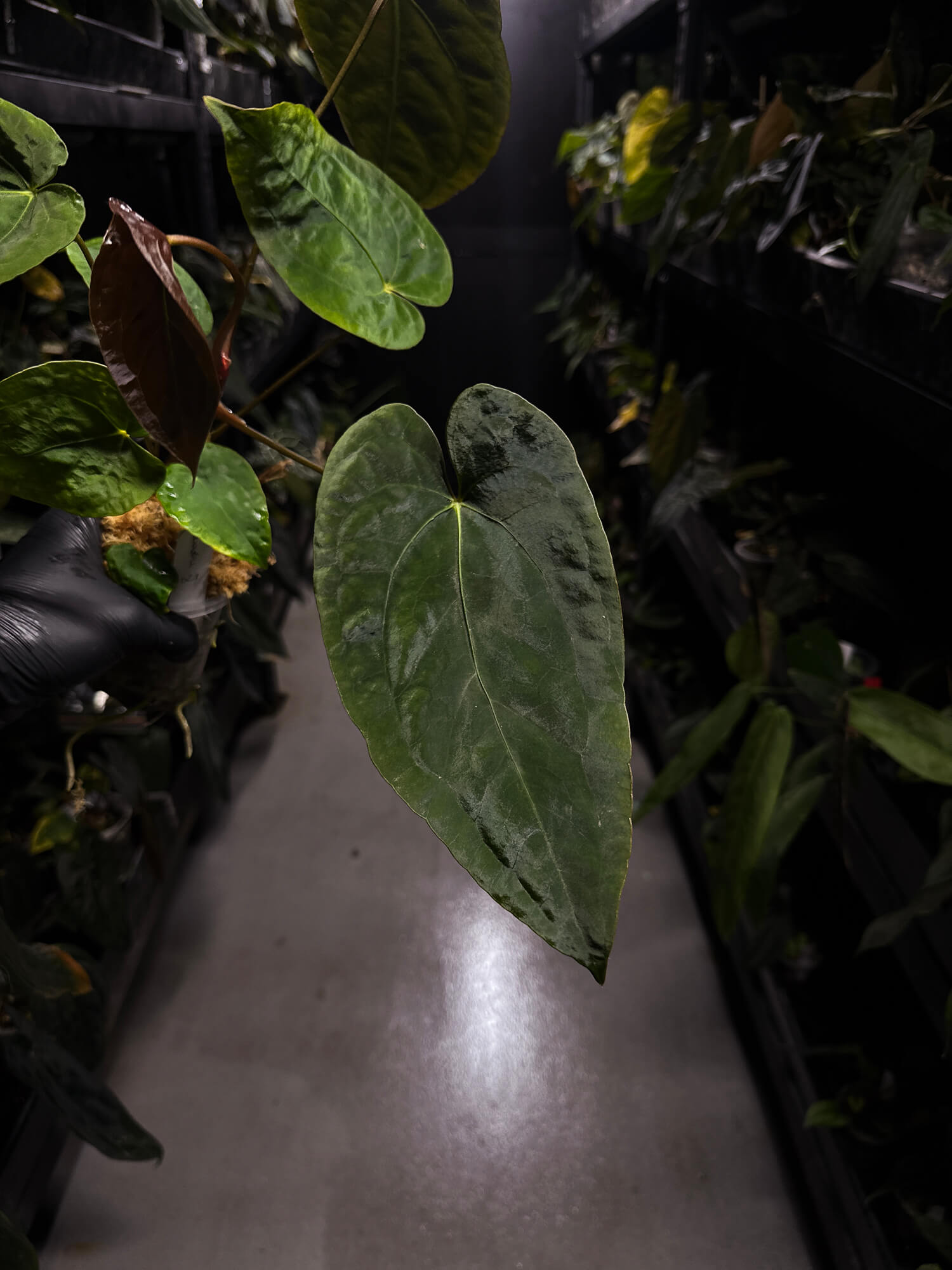 Anthurium #BlinkyBill • #TwinPhoenix x 'Drop Bear'