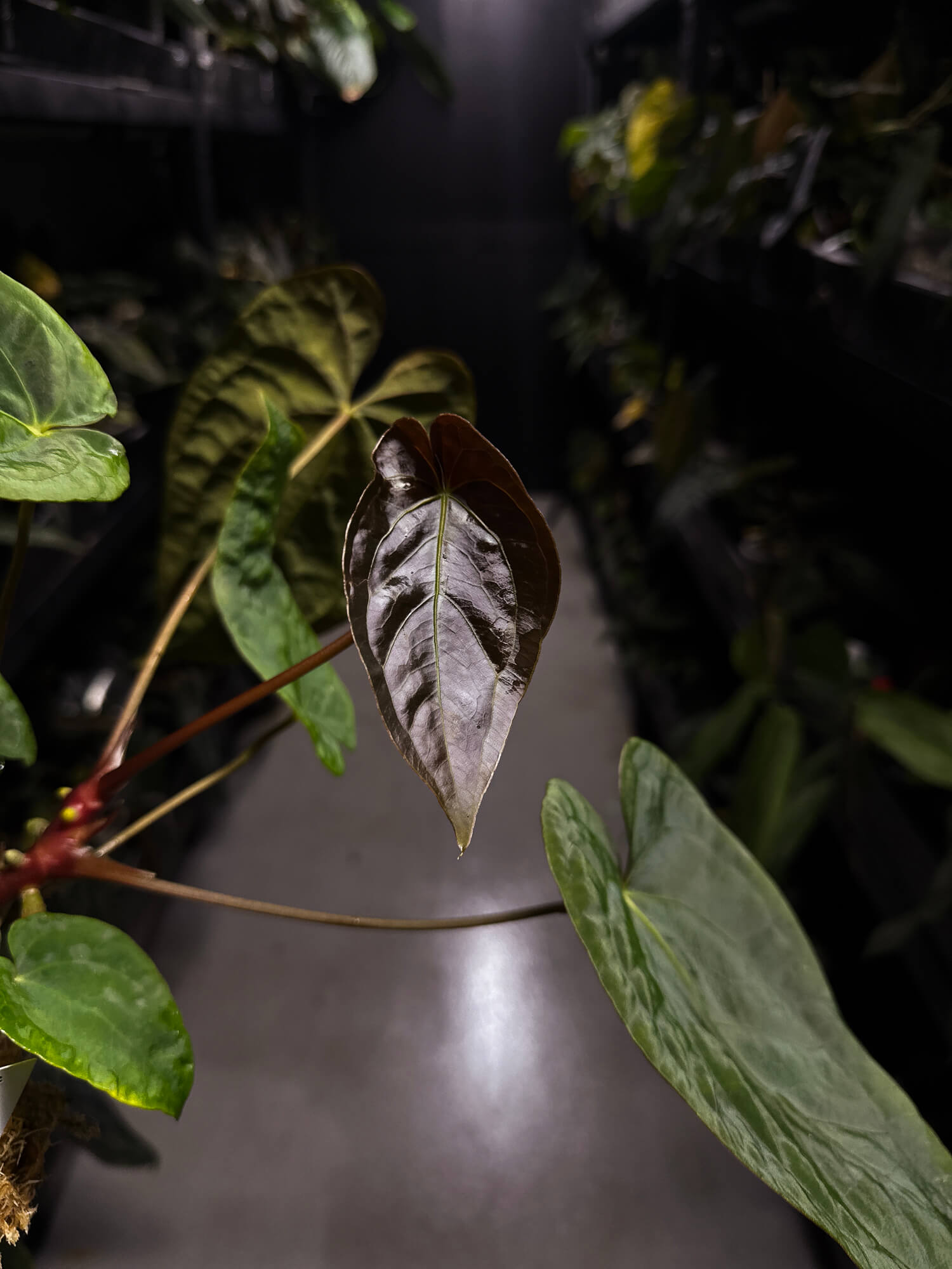 Anthurium #BlinkyBill • #TwinPhoenix x 'Drop Bear'