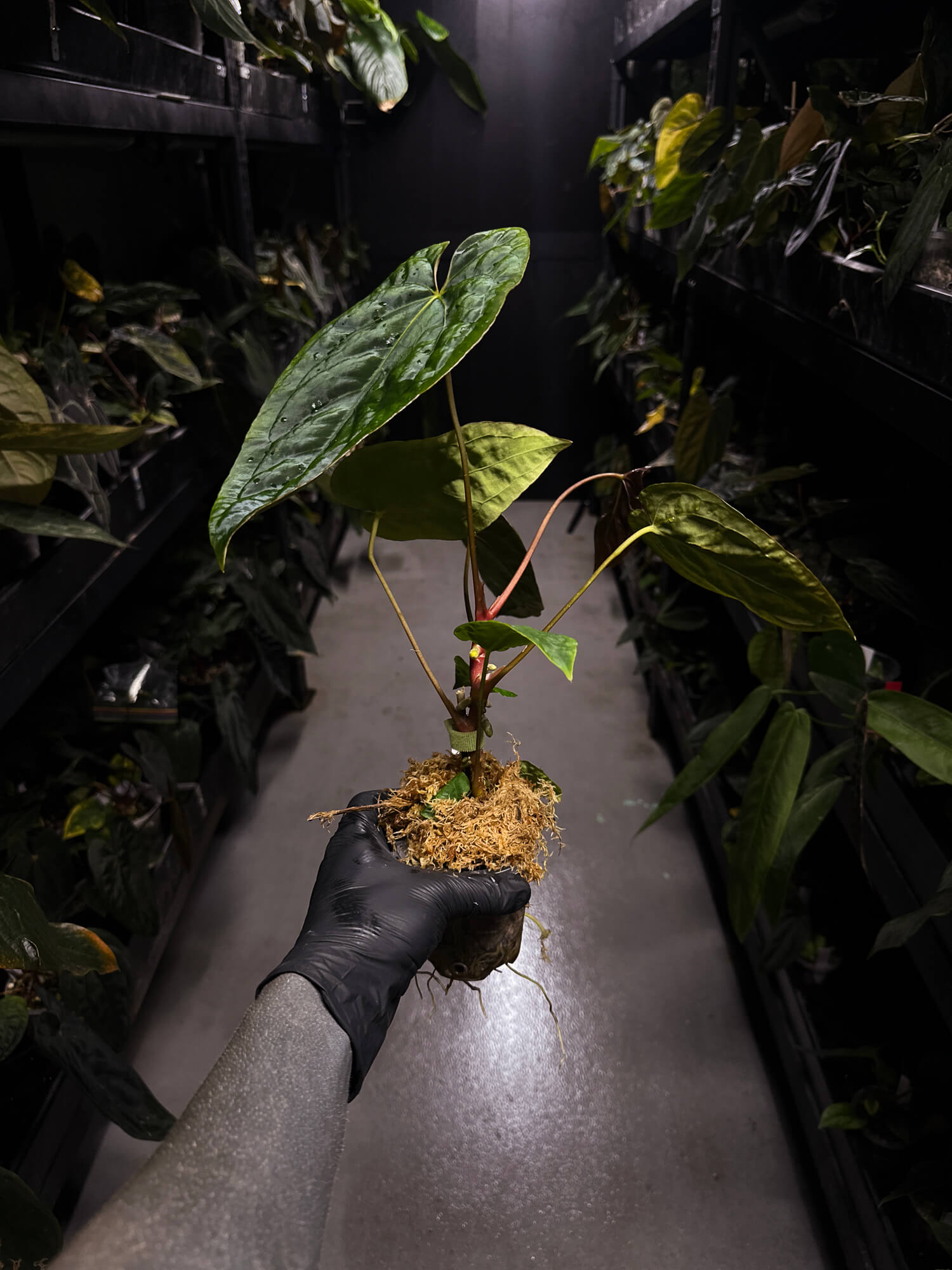 Anthurium #BlinkyBill • #TwinPhoenix x 'Drop Bear'