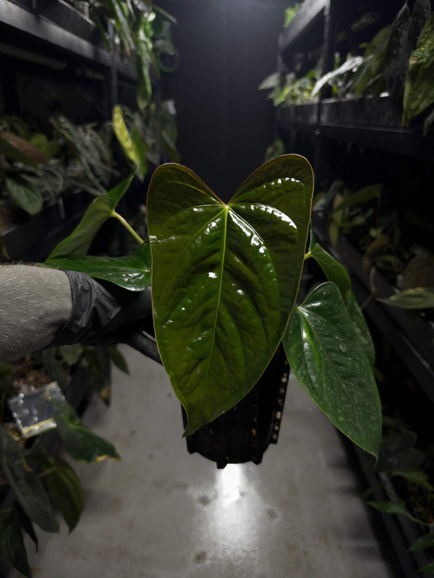 Anthurium subsignatum x luxurians