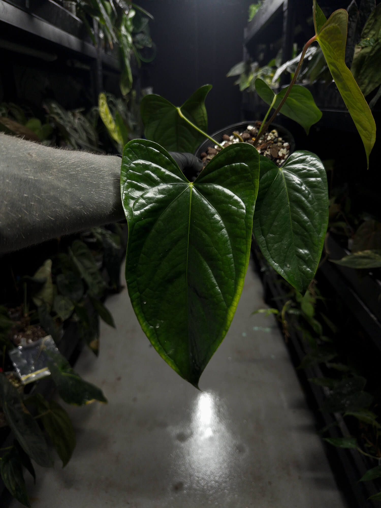Anthurium subsignatum x luxurians