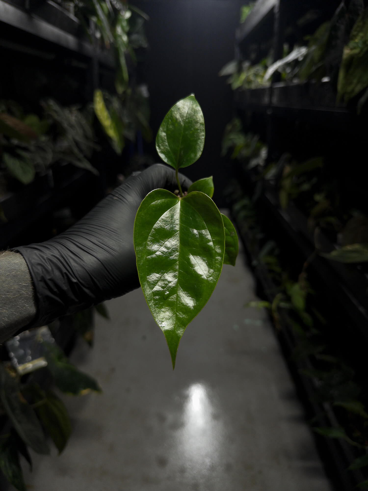 Anthurium subsignatum x luxurians