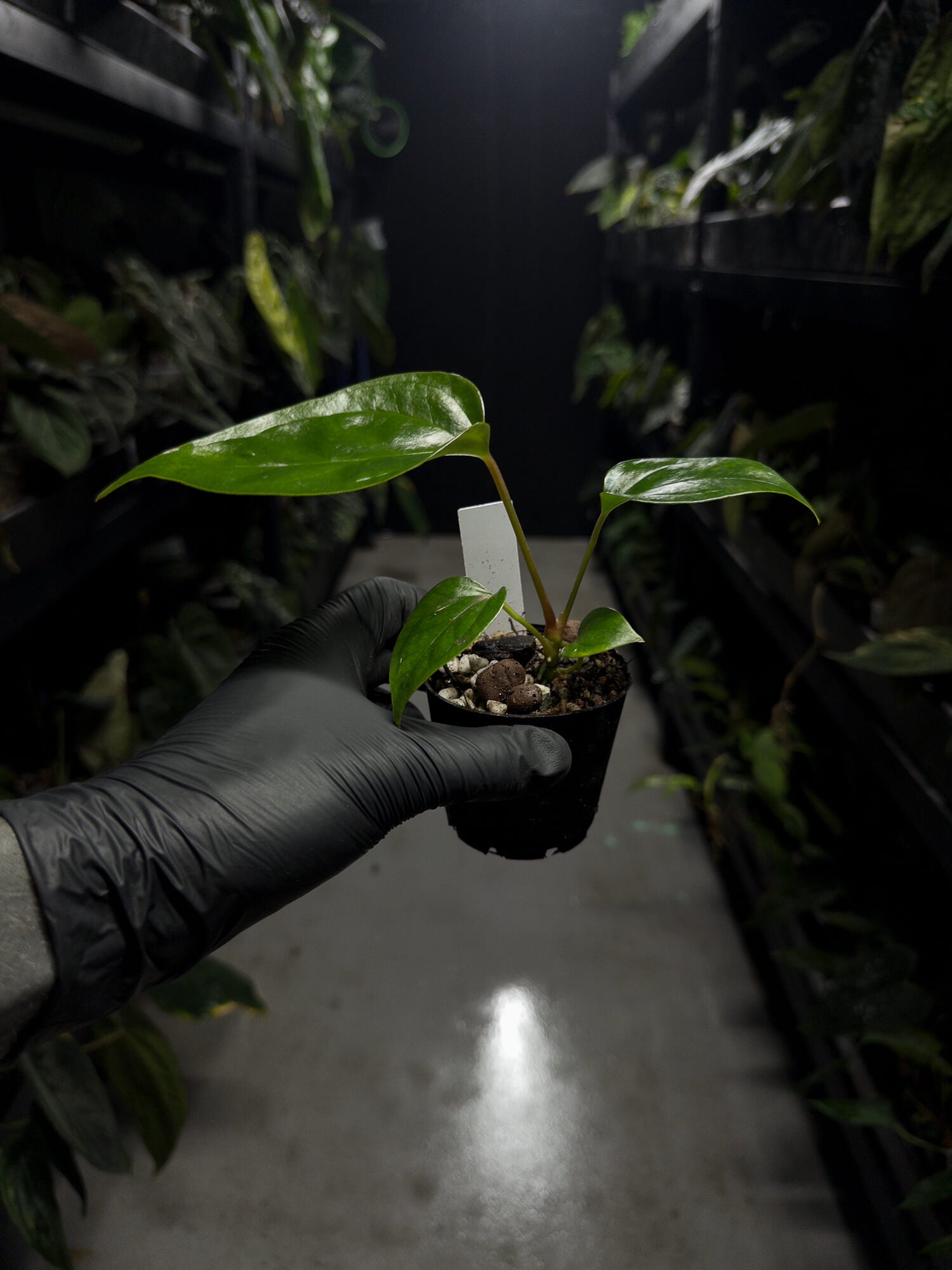 Anthurium subsignatum x luxurians