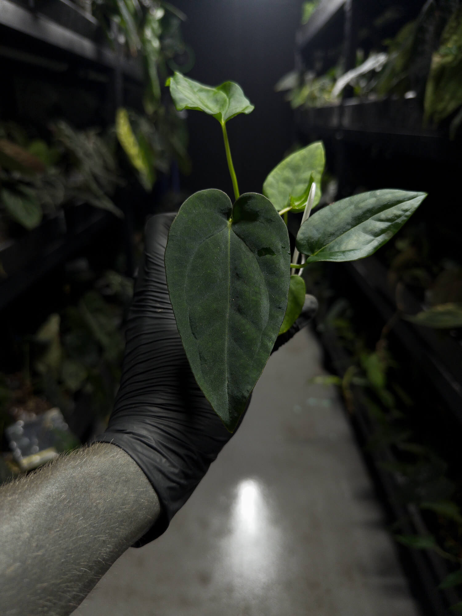 Anthurium (carlablackiae x dressleri 'RG') x antolakii 'Blackwell' • first release