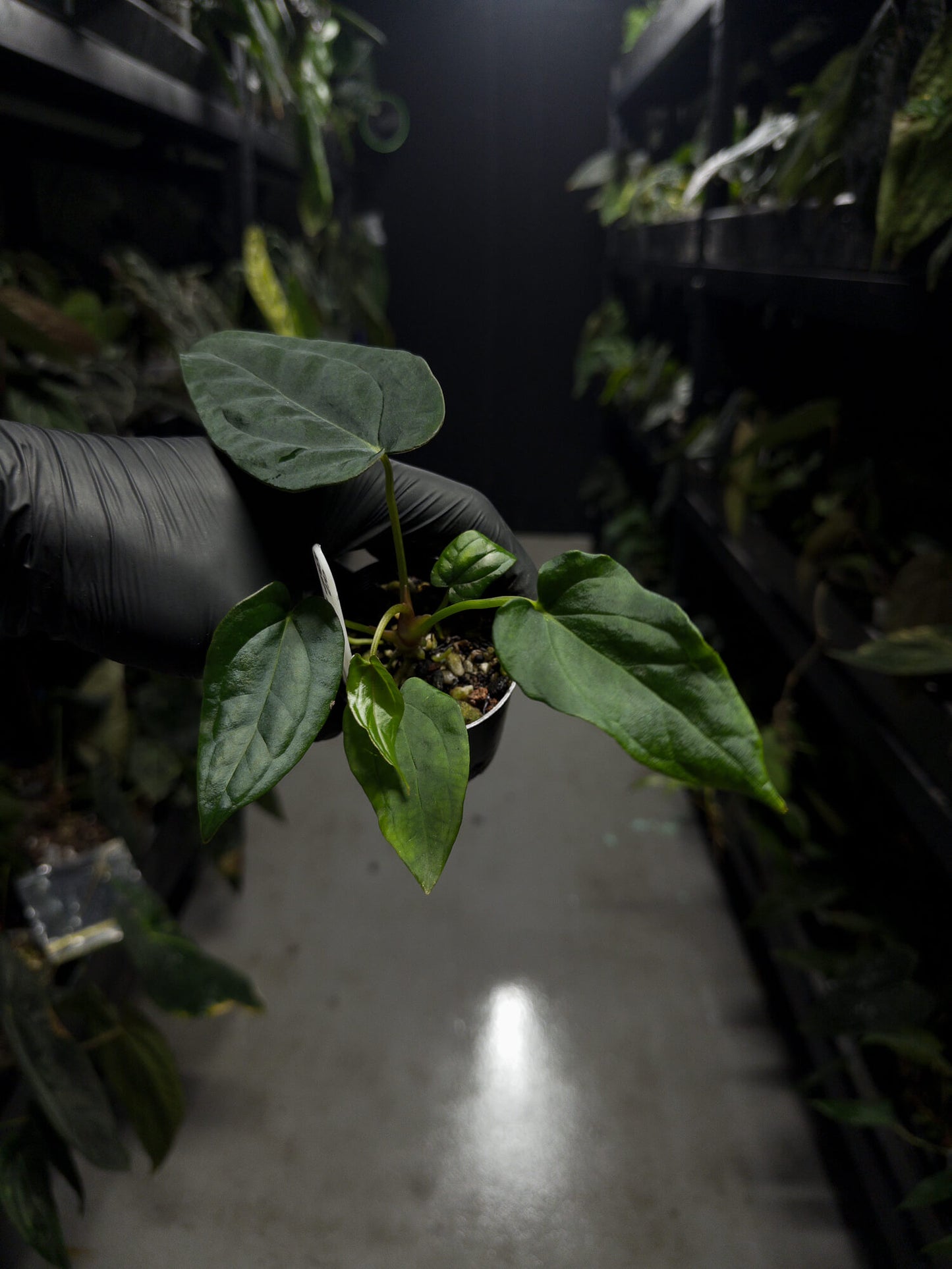 Anthurium (carlablackiae x dressleri 'RG') x antolakii 'Blackwell' • first release