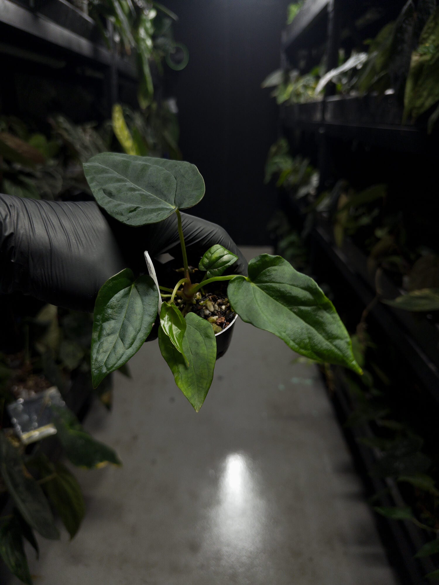 Anthurium (carlablackiae x dressleri 'RG') x antolakii 'Blackwell' • first release