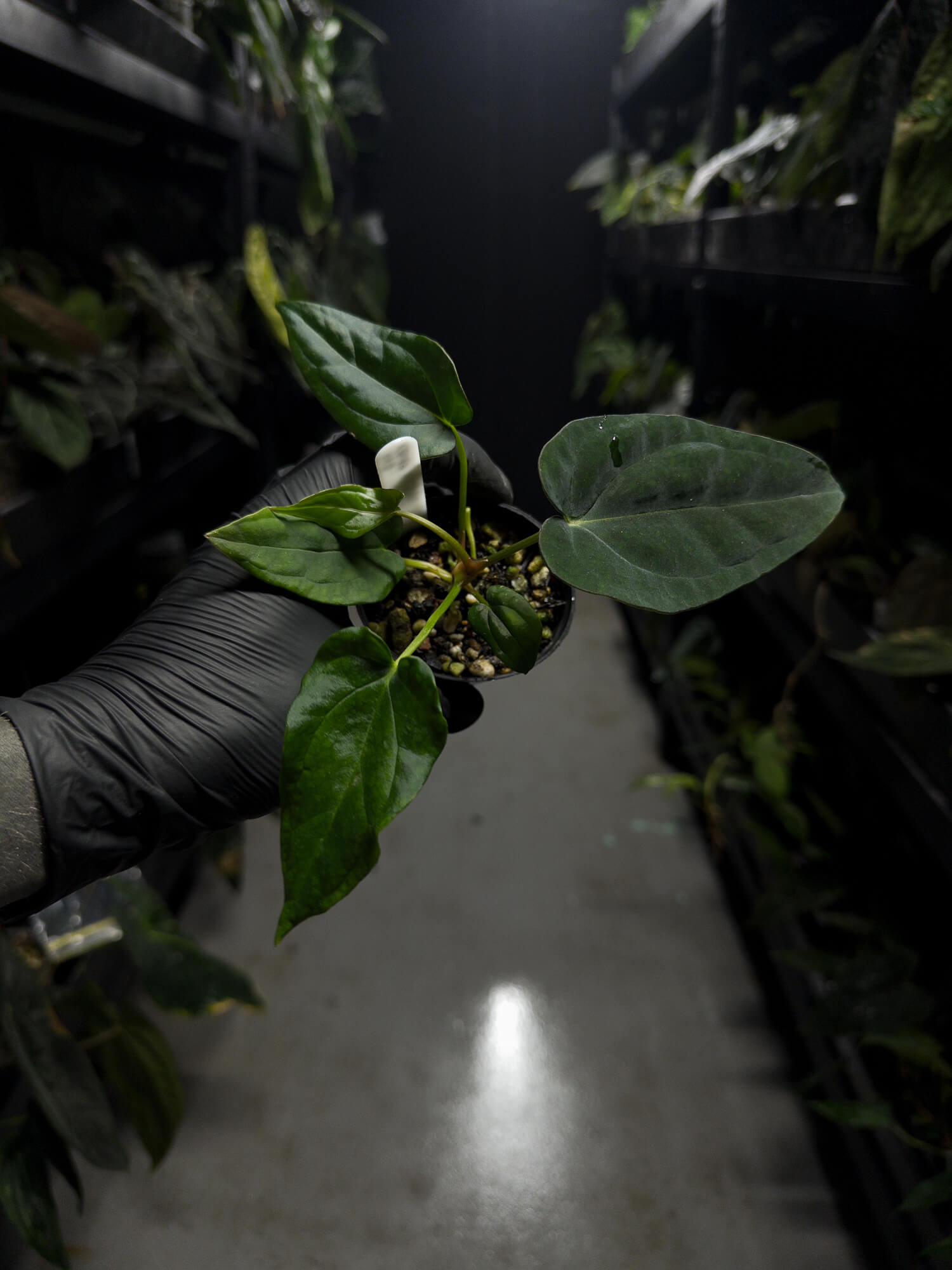 Anthurium (carlablackiae x dressleri 'RG') x antolakii 'Blackwell' • first release