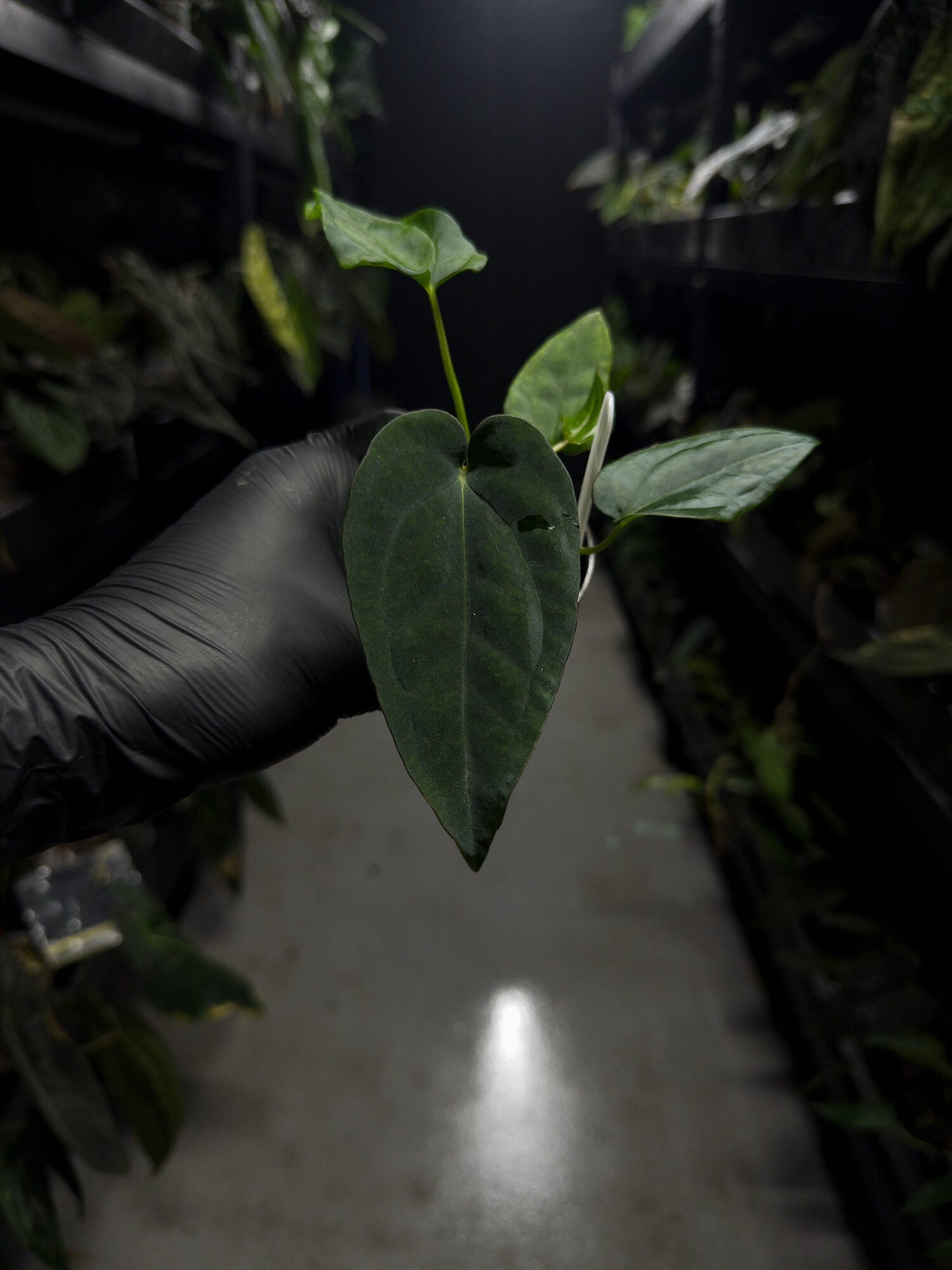 Anthurium (carlablackiae x dressleri 'RG') x antolakii 'Blackwell' • first release