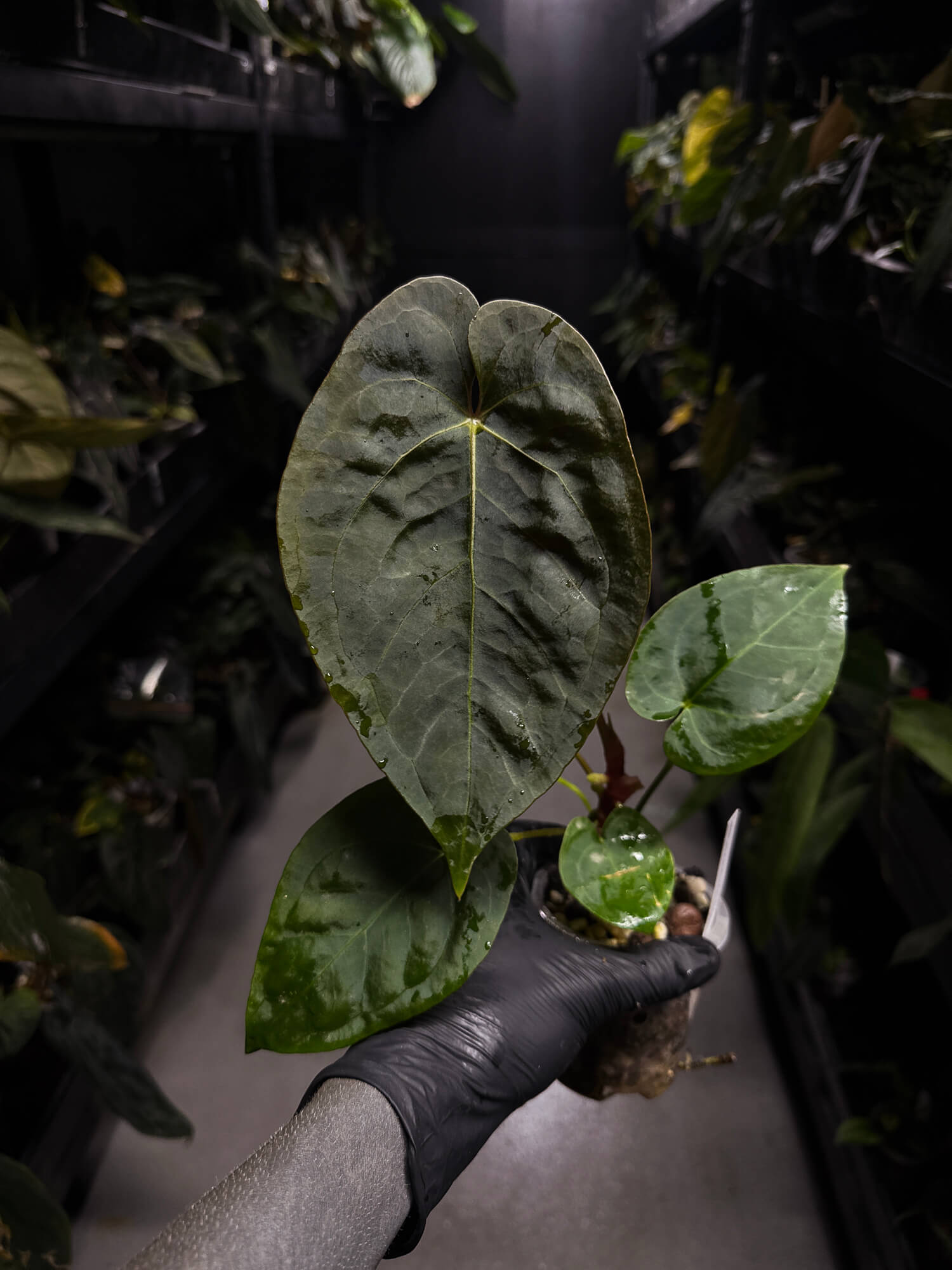 Anthurium #BlinkyBill • #TwinPhoenix x 'Drop Bear'