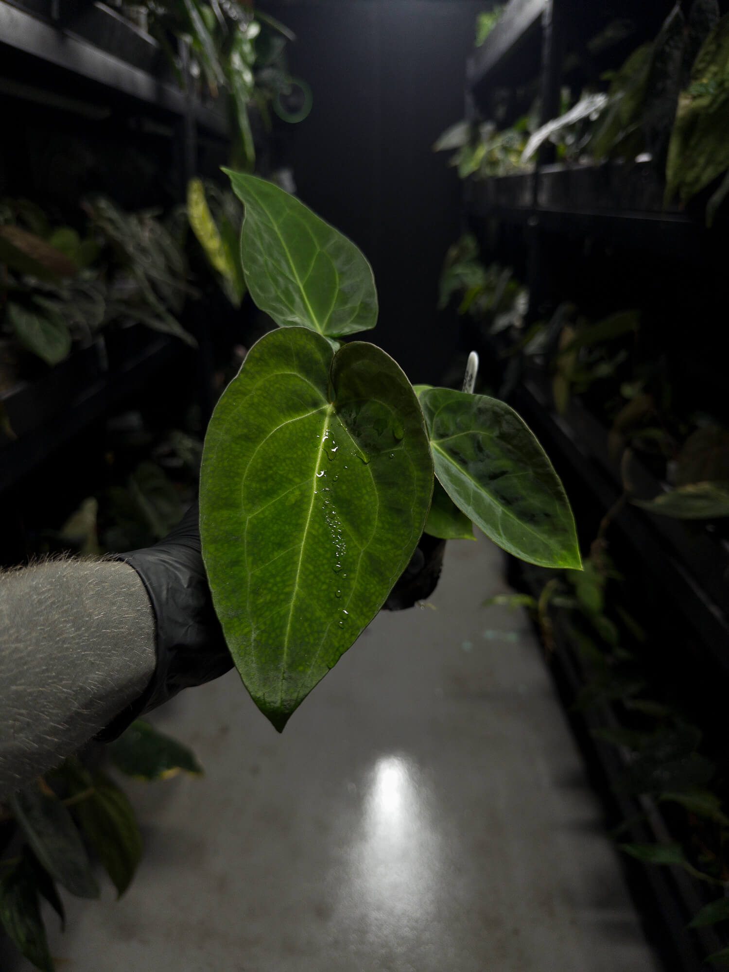 Anthurium (dorayaki x pap hybrid) x (#blackcherry x (pap x dress))