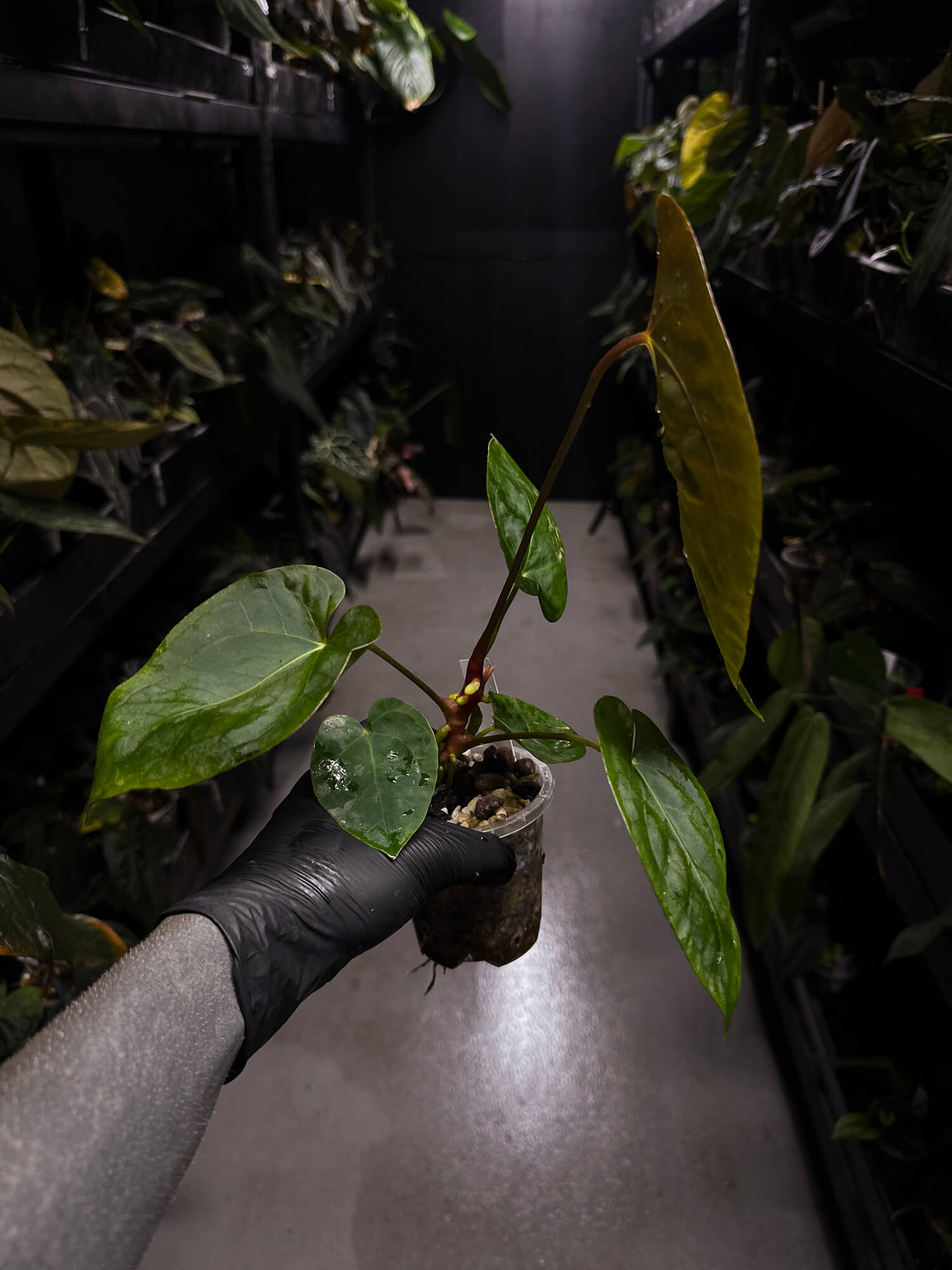 Anthurium #BlinkyBill • #TwinPhoenix x 'Drop Bear'