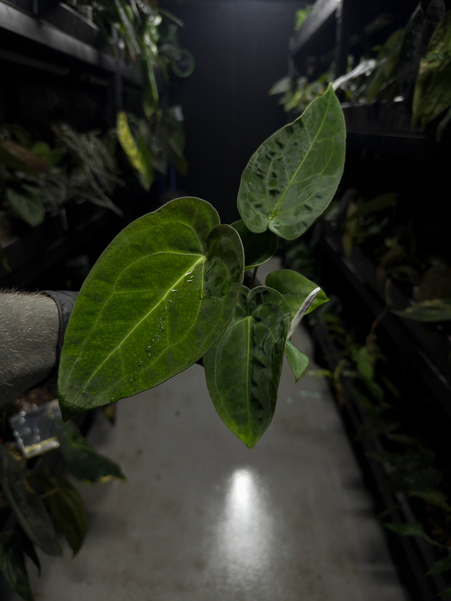 Anthurium (dorayaki x pap hybrid) x (#blackcherry x (pap x dress))