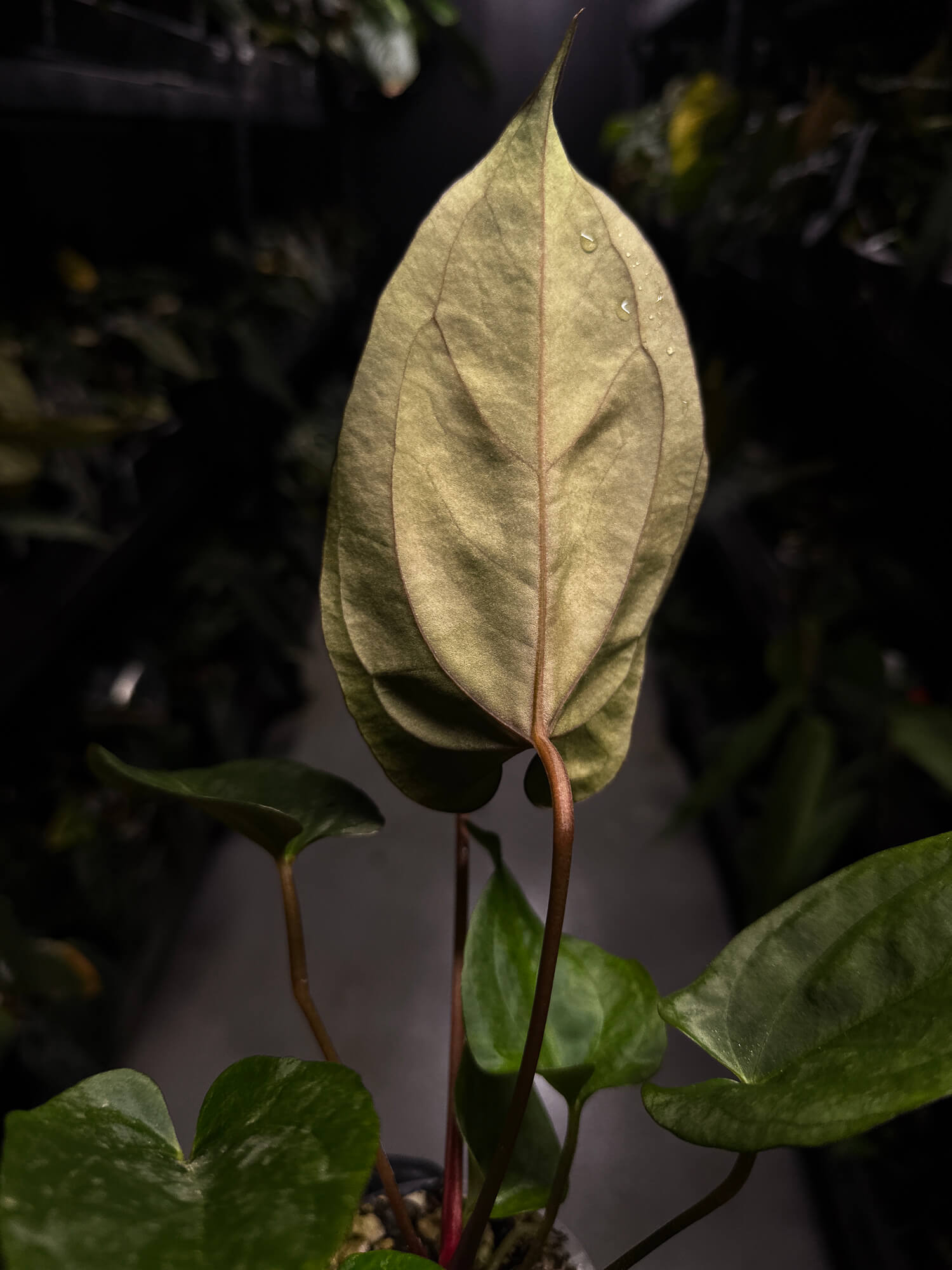 Anthurium #UluruDreams • select plant