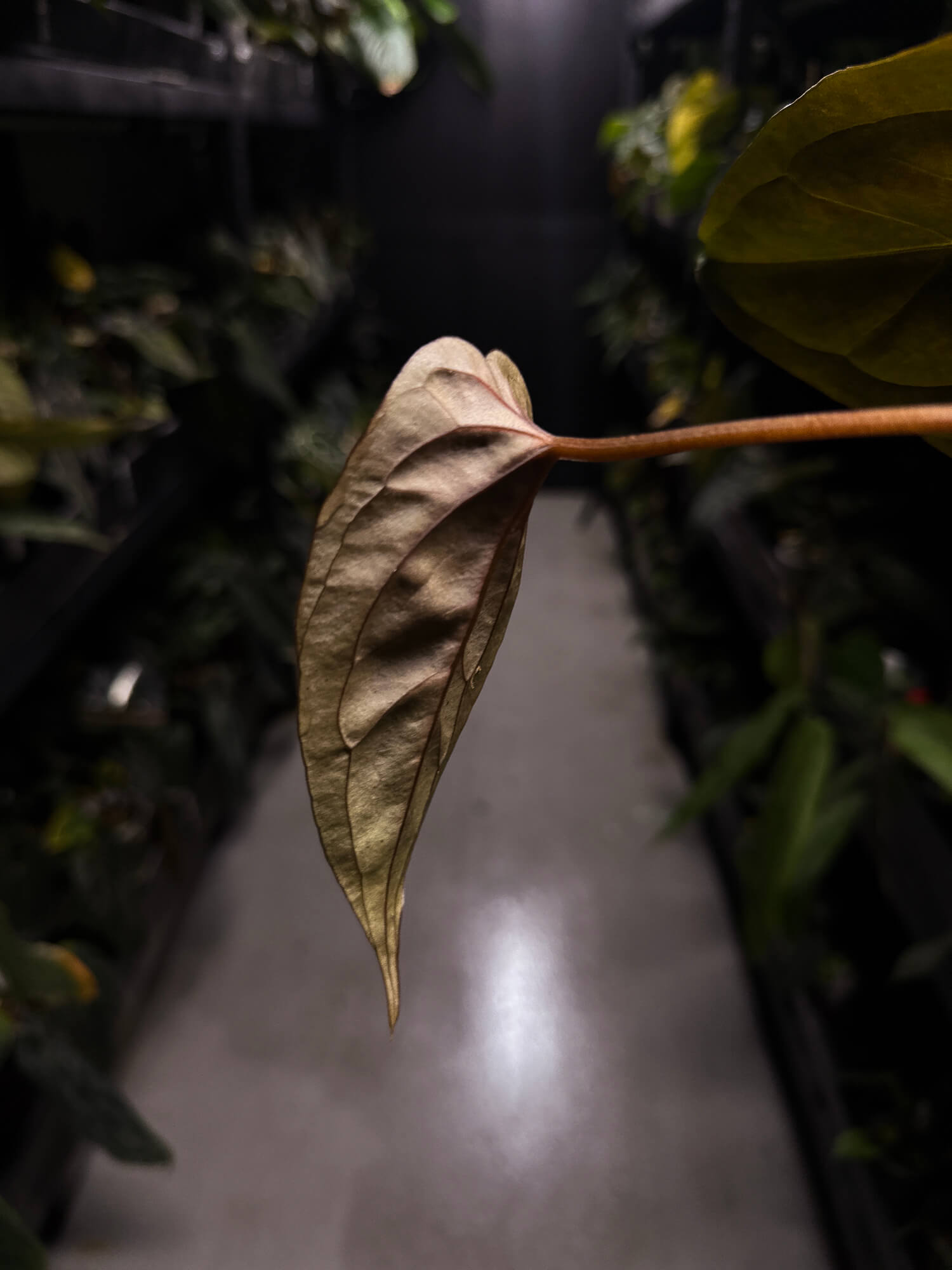 Anthurium #UluruDreams • select plant