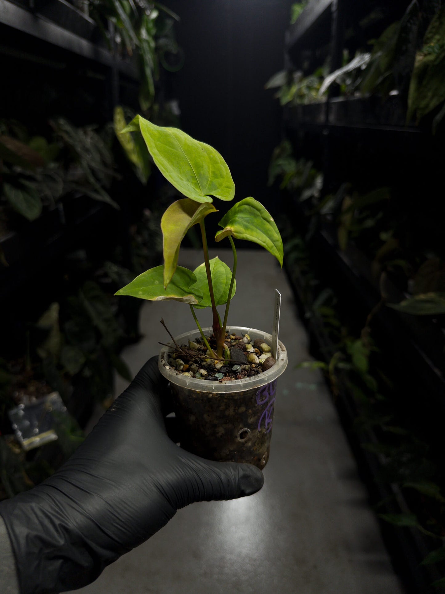 Anthurium 'Goldilocks' • golden mutation