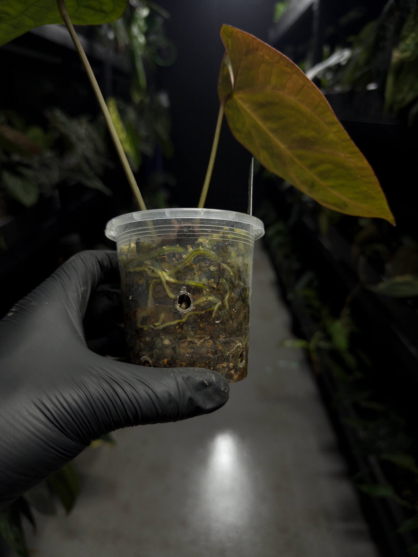 Anthurium luxurians papillilaminum crystal hybrid • orange + pink variegated