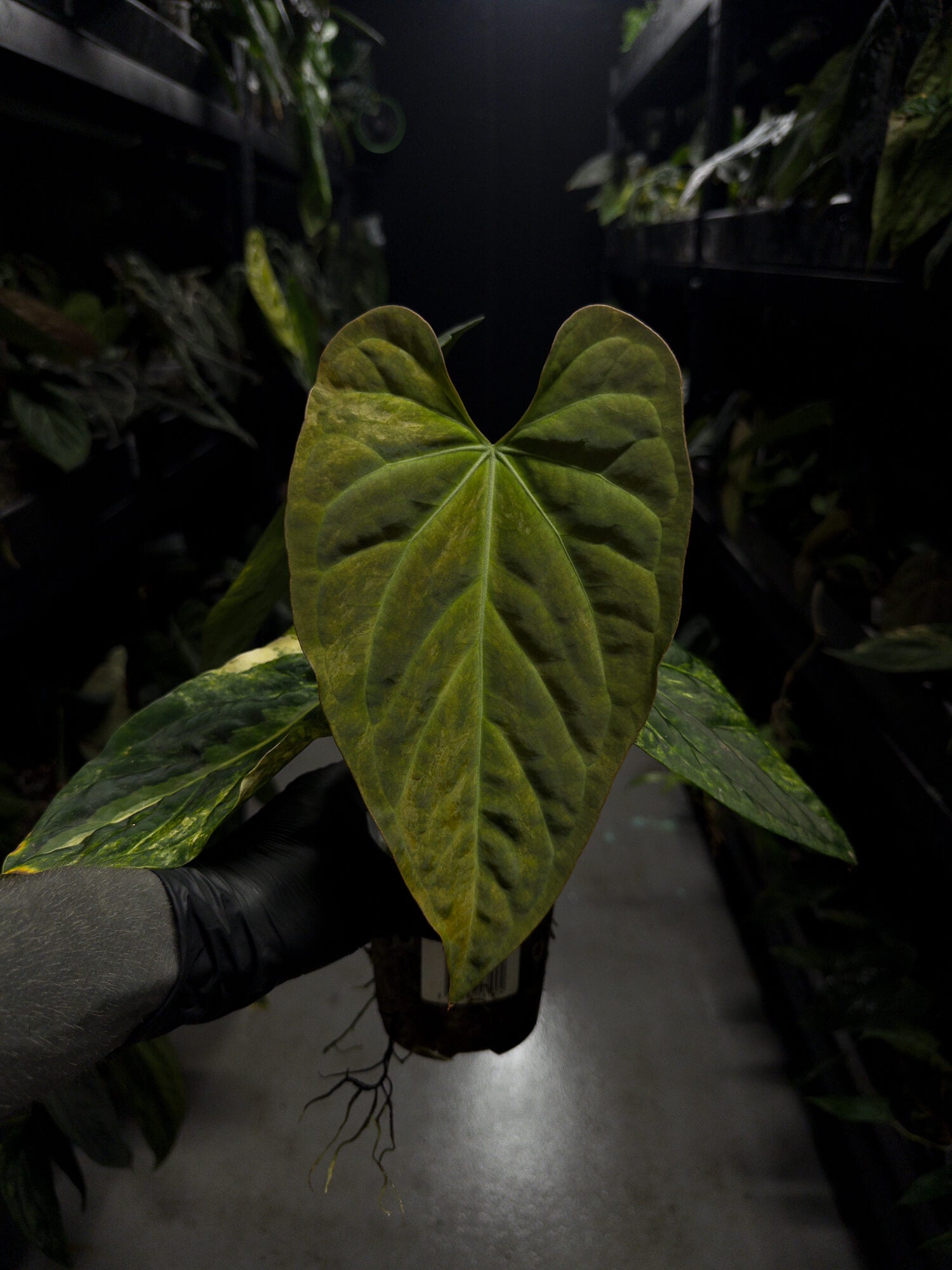 Anthurium forgetii hybrid x hoffmanii hybrid • variegated specimen plant