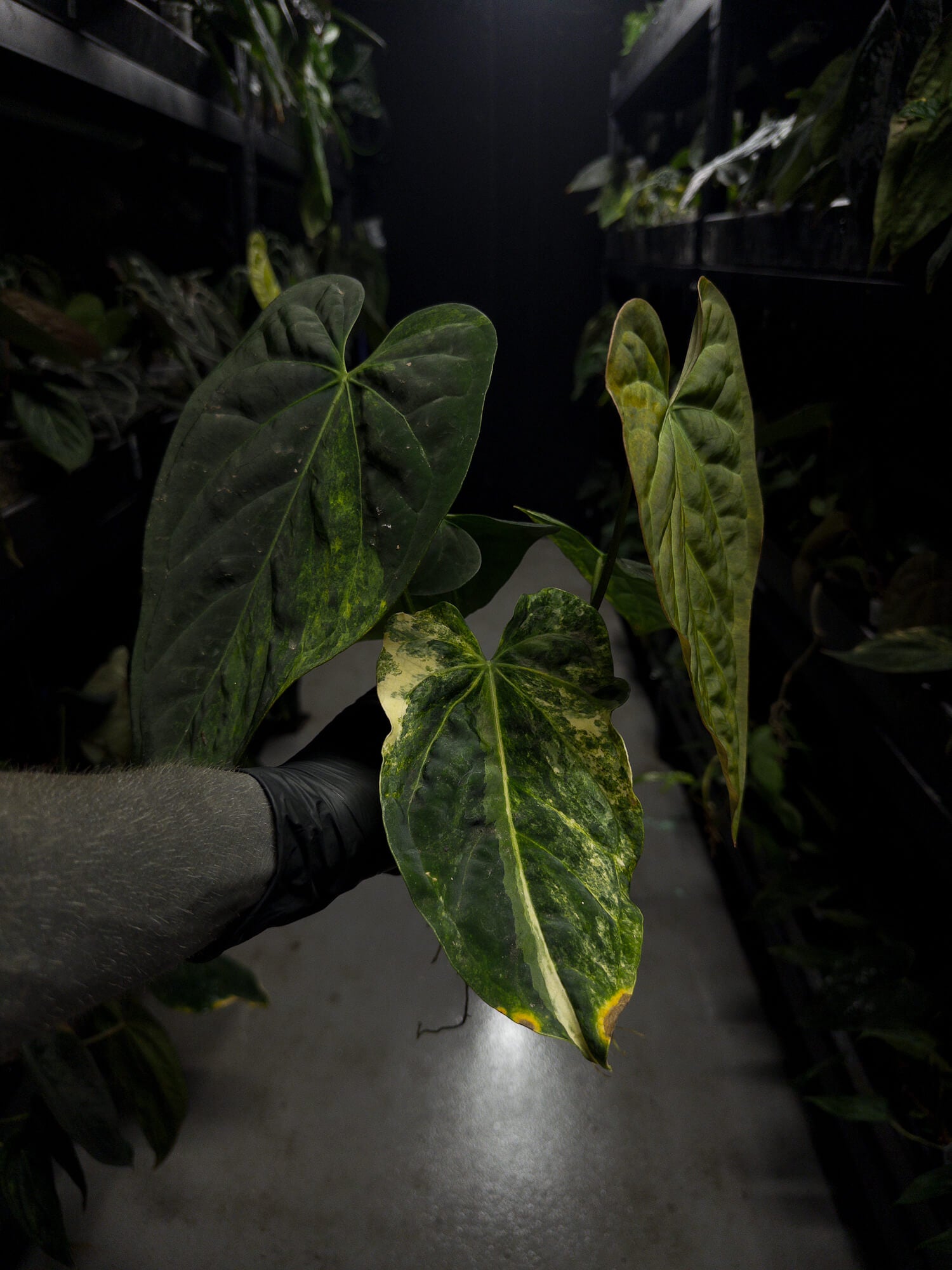 Anthurium forgetii hybrid x hoffmanii hybrid • variegated specimen plant