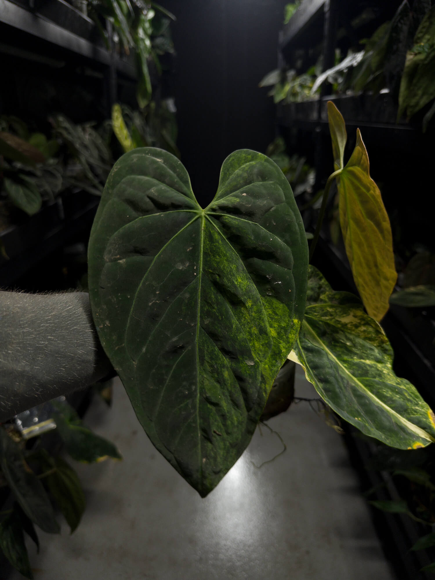 Anthurium forgetii hybrid x hoffmanii hybrid • variegated specimen plant
