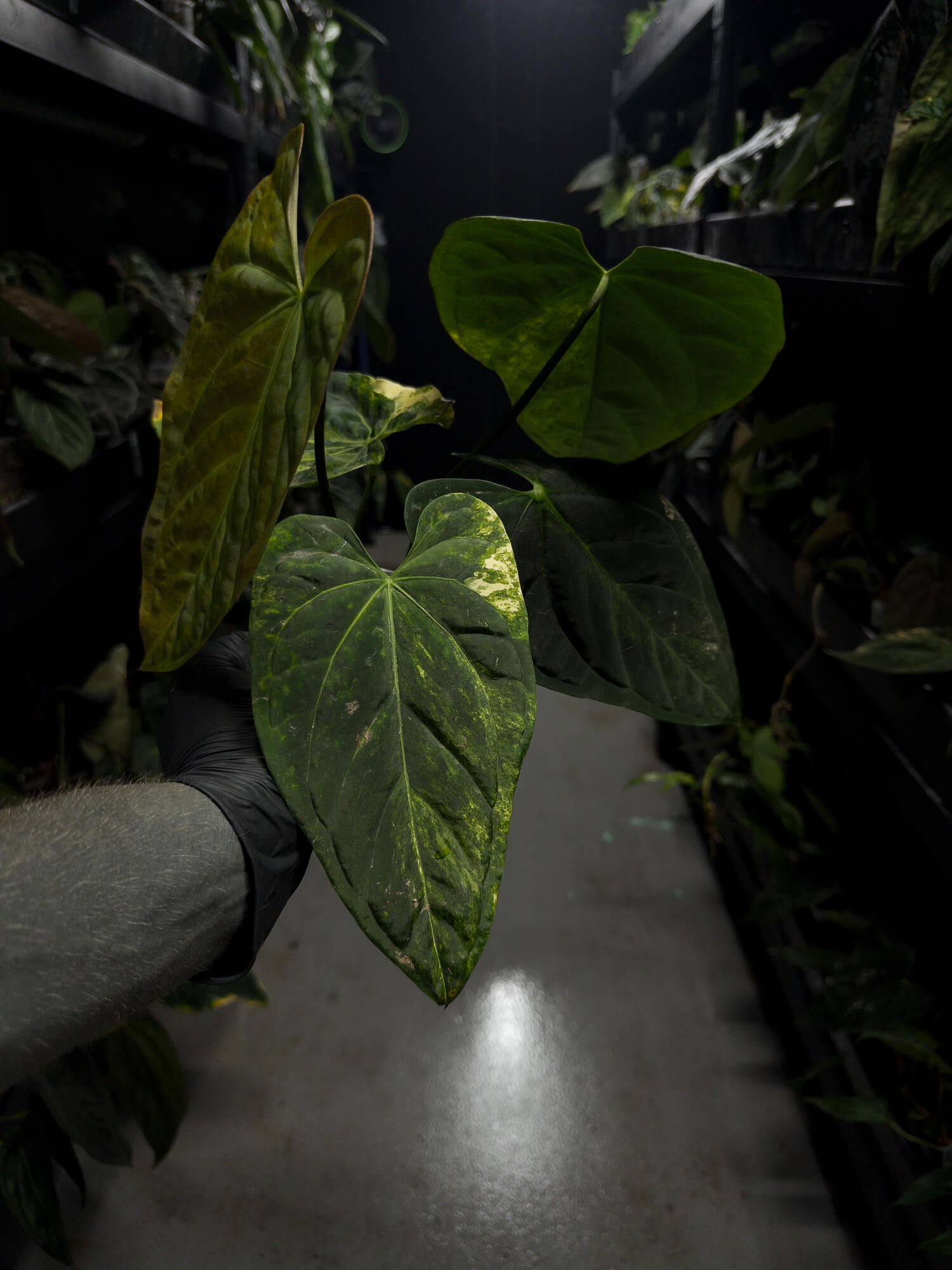 Anthurium forgetii hybrid x hoffmanii hybrid • variegated specimen plant
