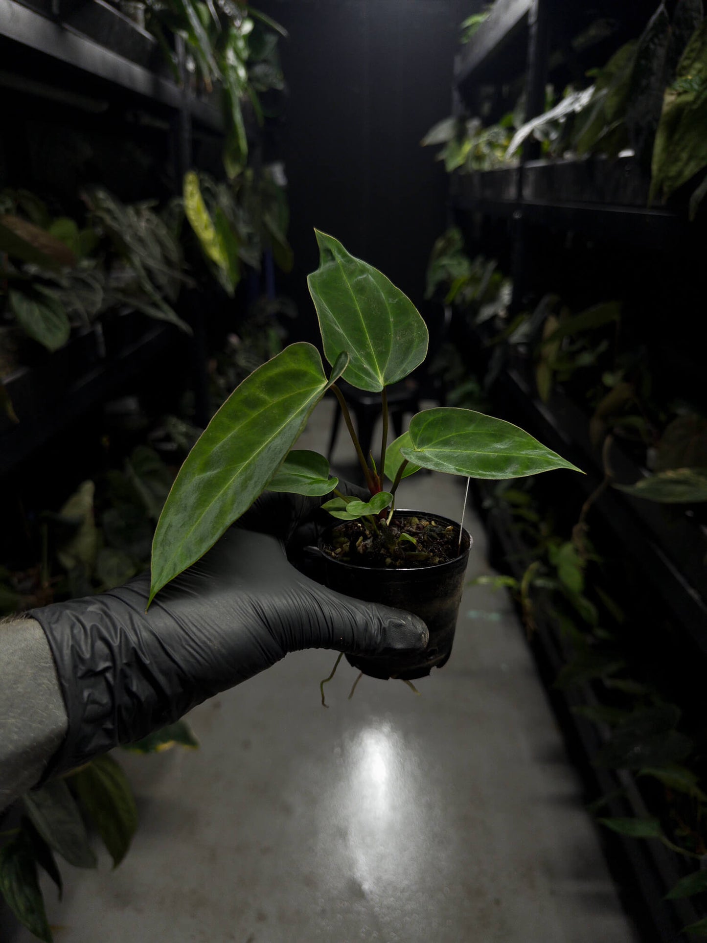 Anthurium ('AOS' x BVEP) x (carlablackiae x BVEP) *pink veins*