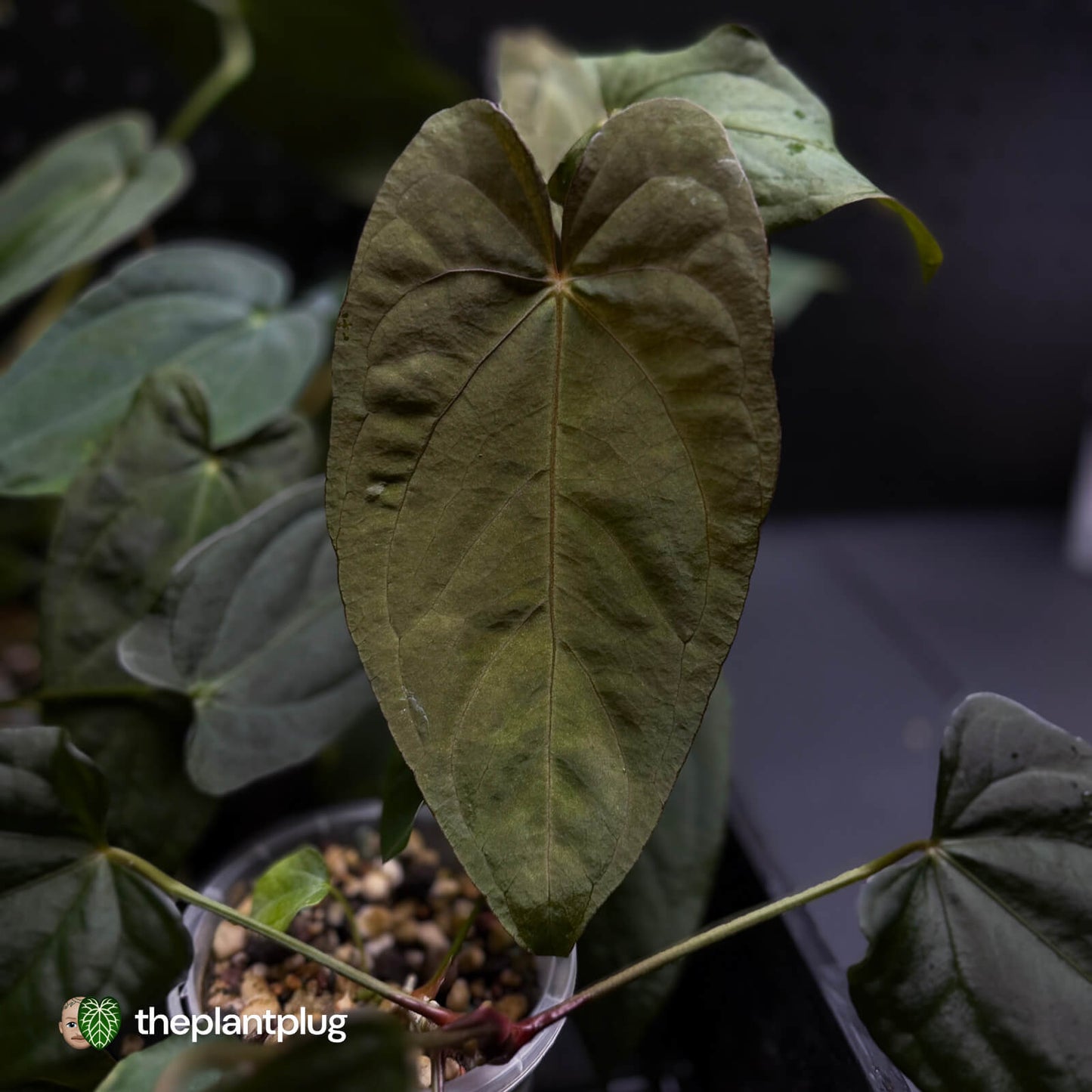 Anthurium #BlackParade • grower's choice