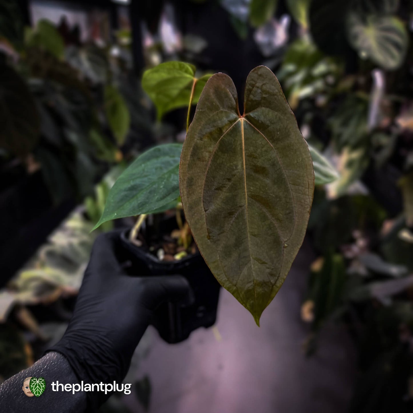 Anthurium 'RVDP' x papillilaminum 'RL' s1