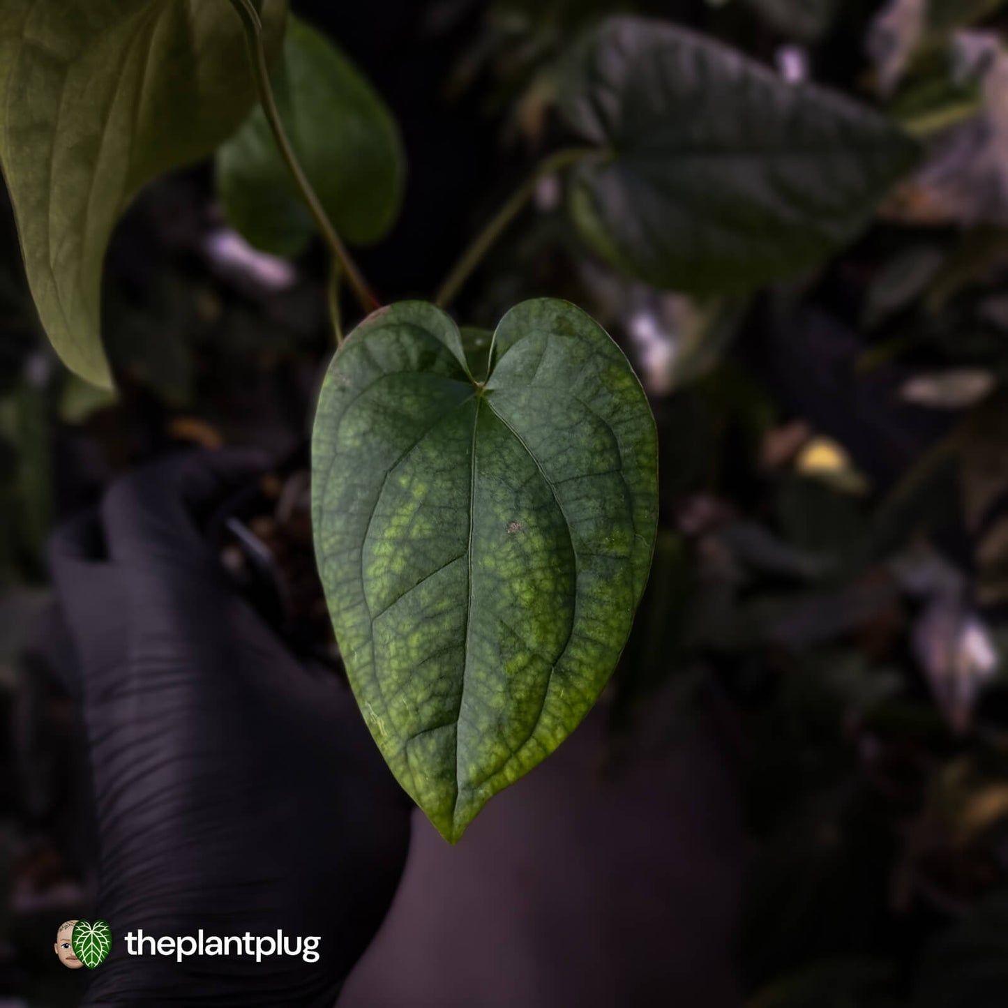 Anthurium 'Black Cheetah' x debile