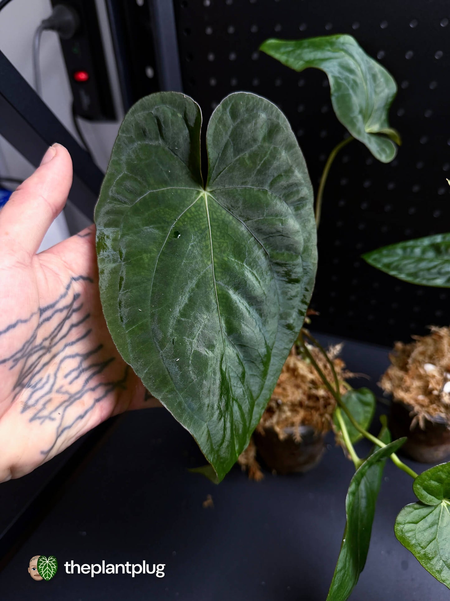 Anthurium #MidnightPhoenix • grower's choice