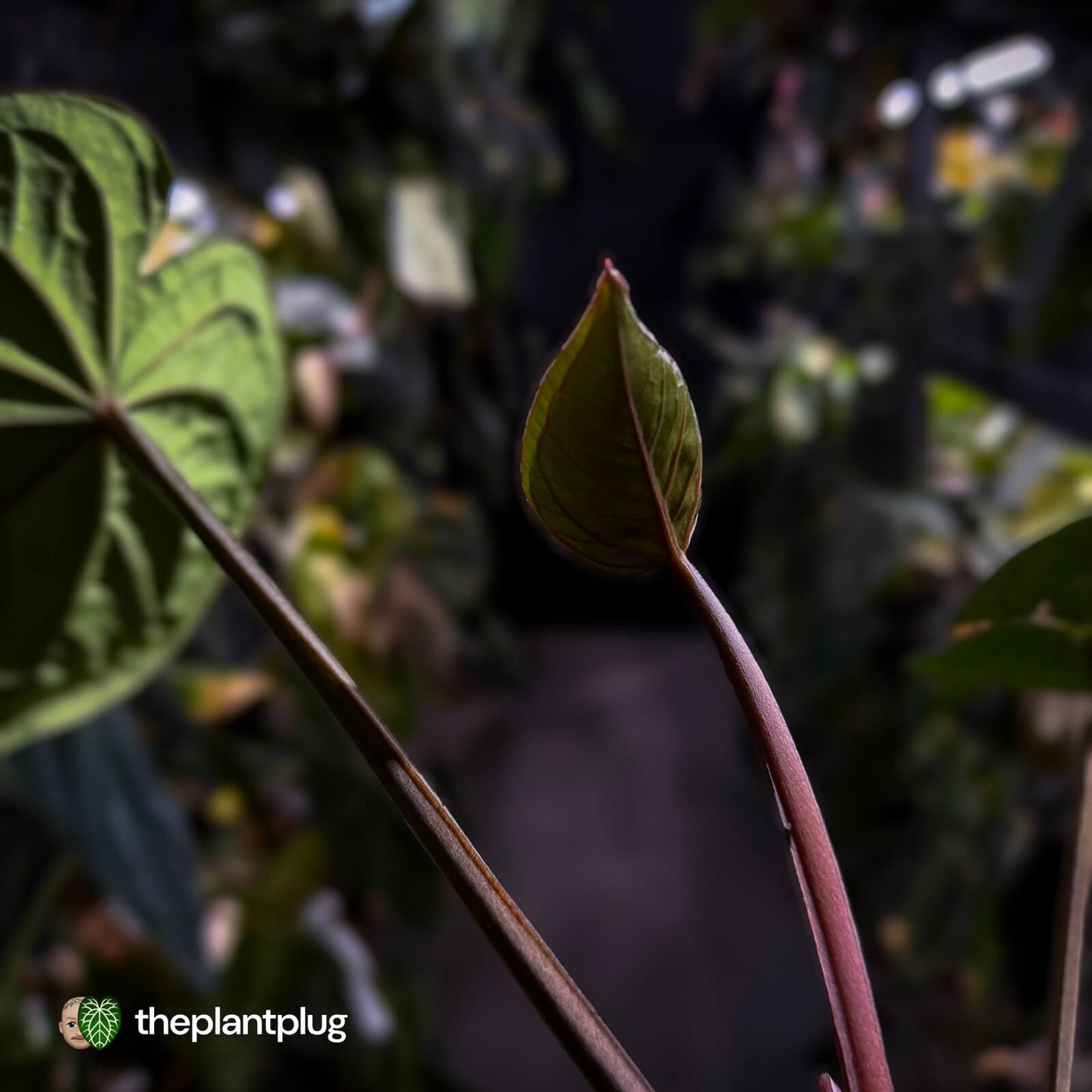 Anthurium 'Ace of Spades' x kunayalense