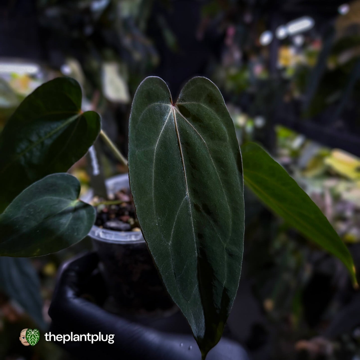 Anthurium carlablackiae x #MidnightVelvet 🌟