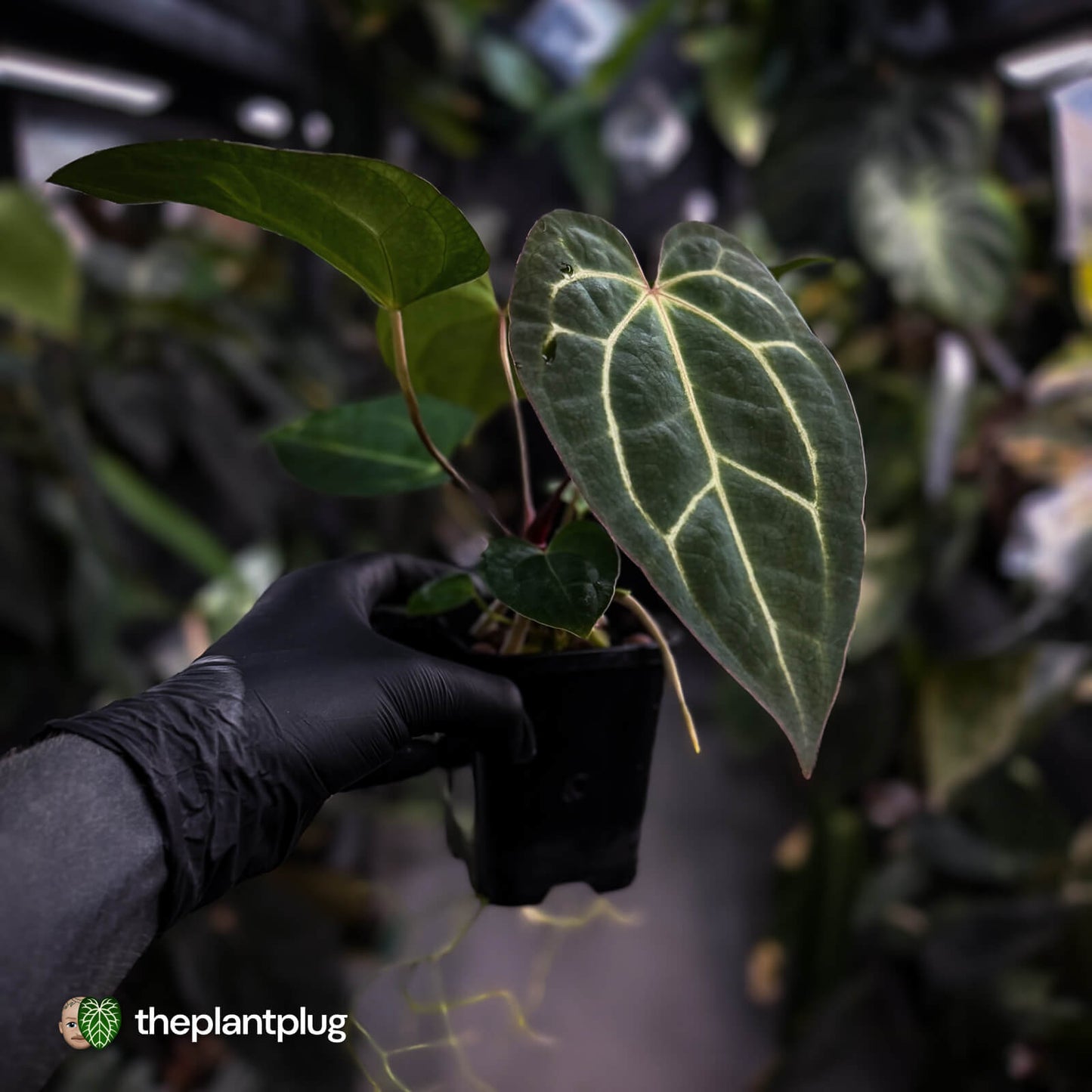 Anthurium carlablackiae x ('Black Widow' x 'Michelle') • select