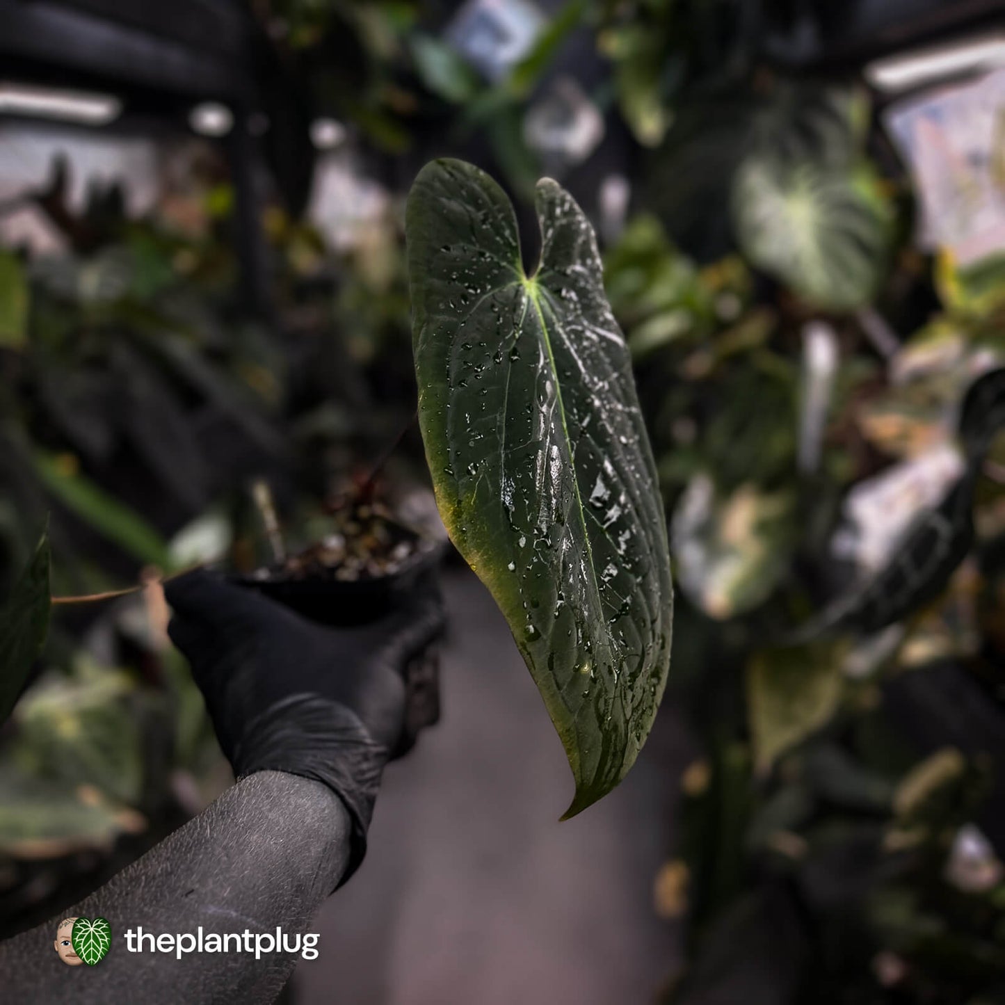 Anthurium #Lucifer