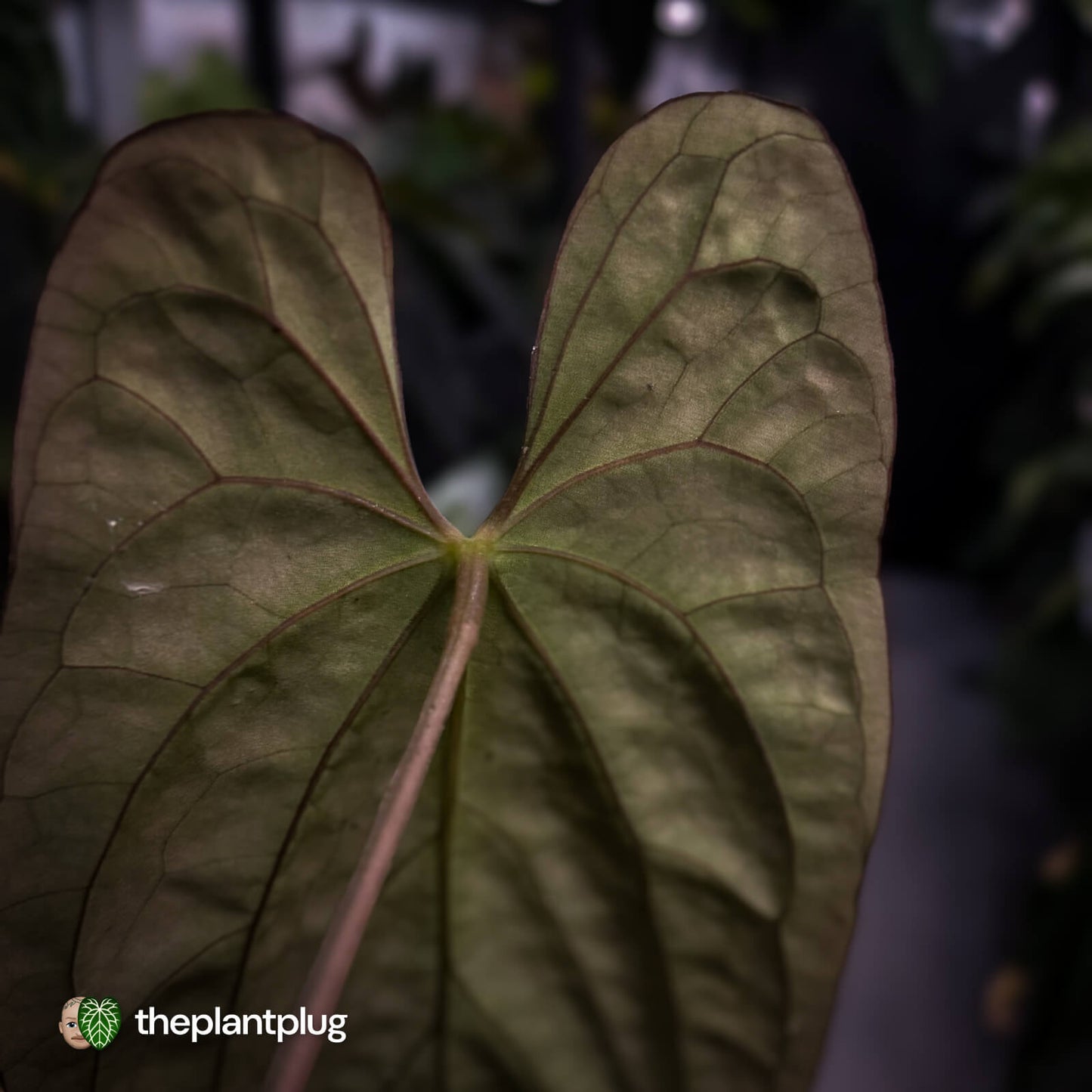 Anthurium #Lucifer • select